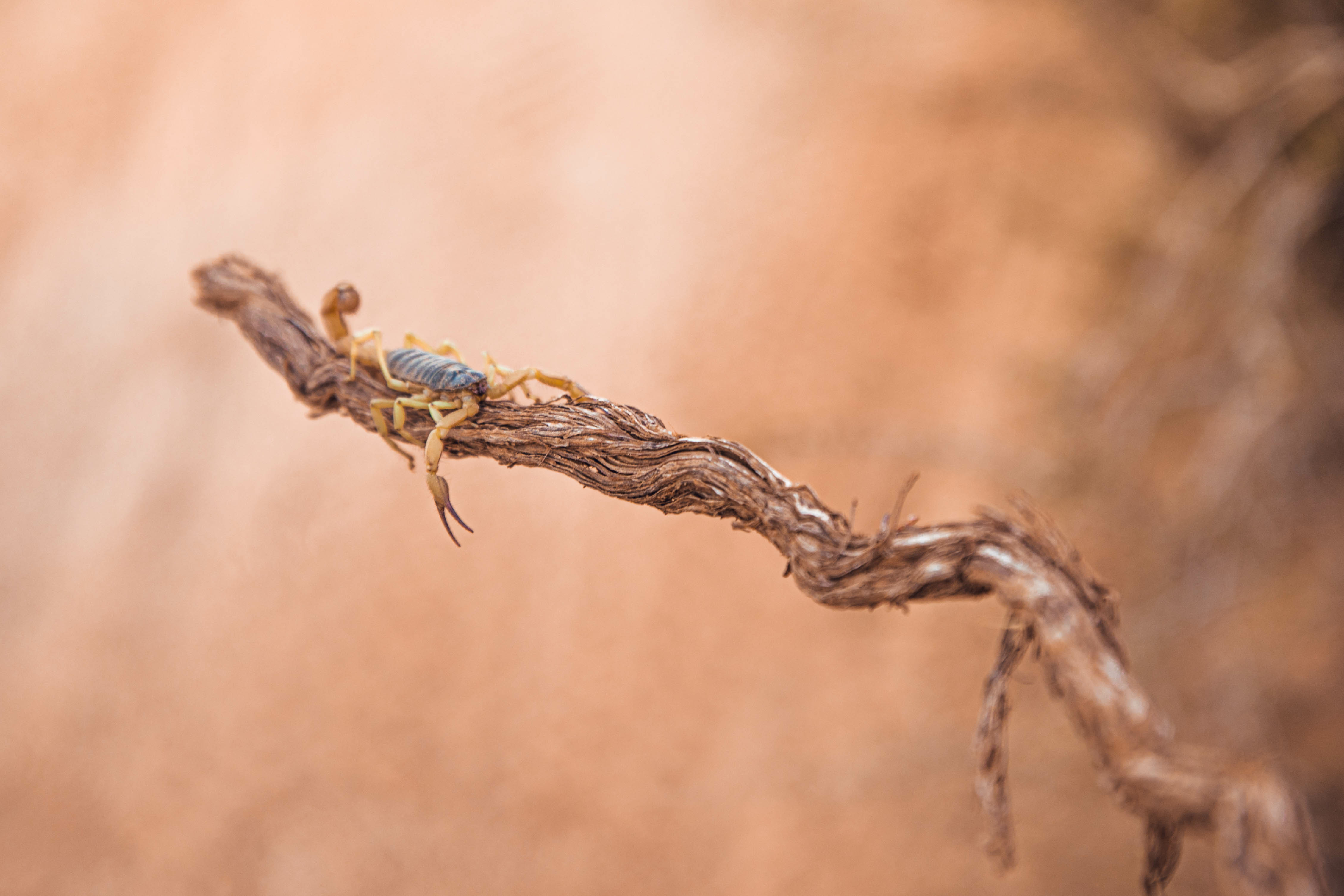 A scorpion in Zion National Park.