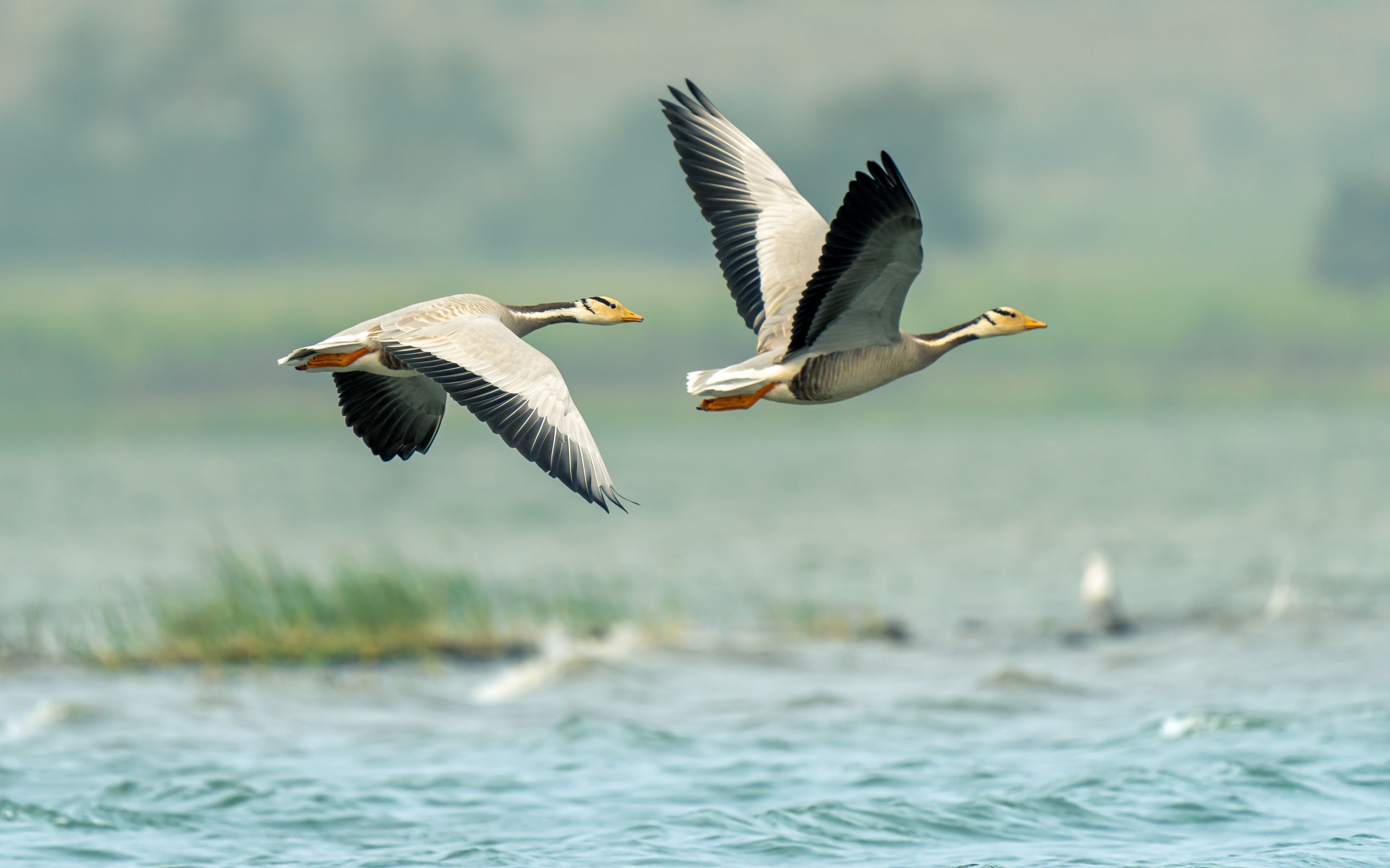 The Bar-Headed Goose