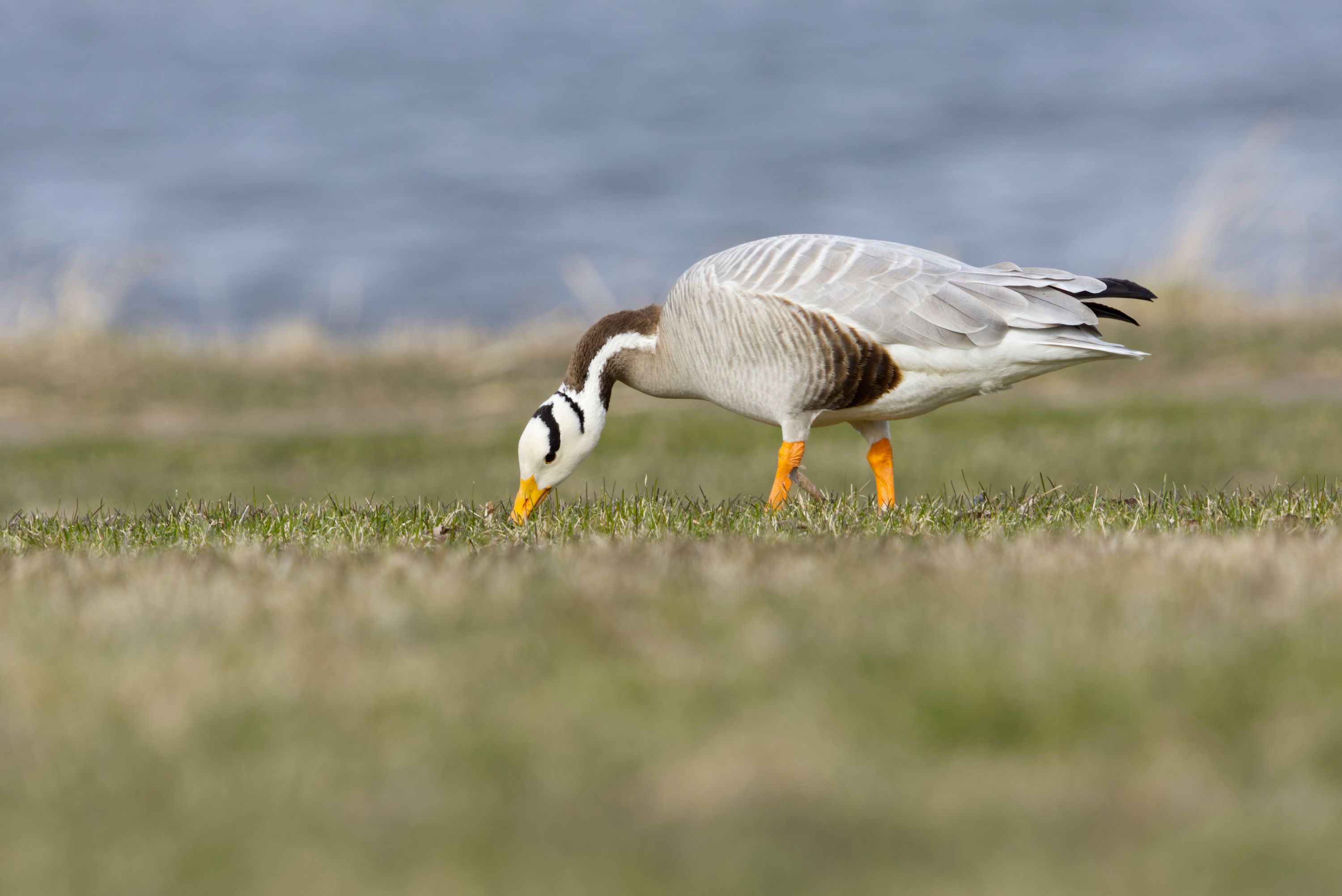 The Bar-Headed Goose