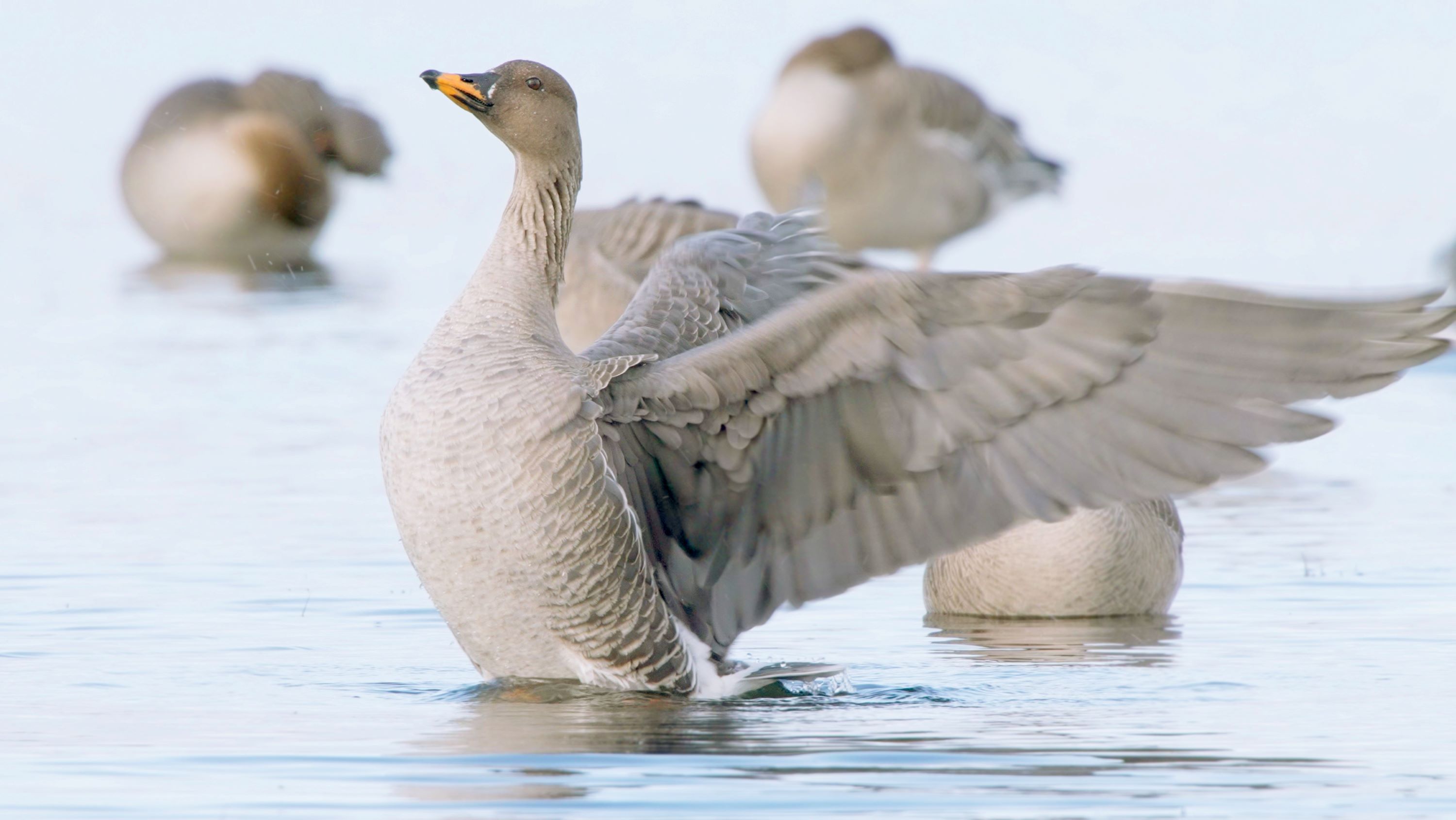 The Bean Goose