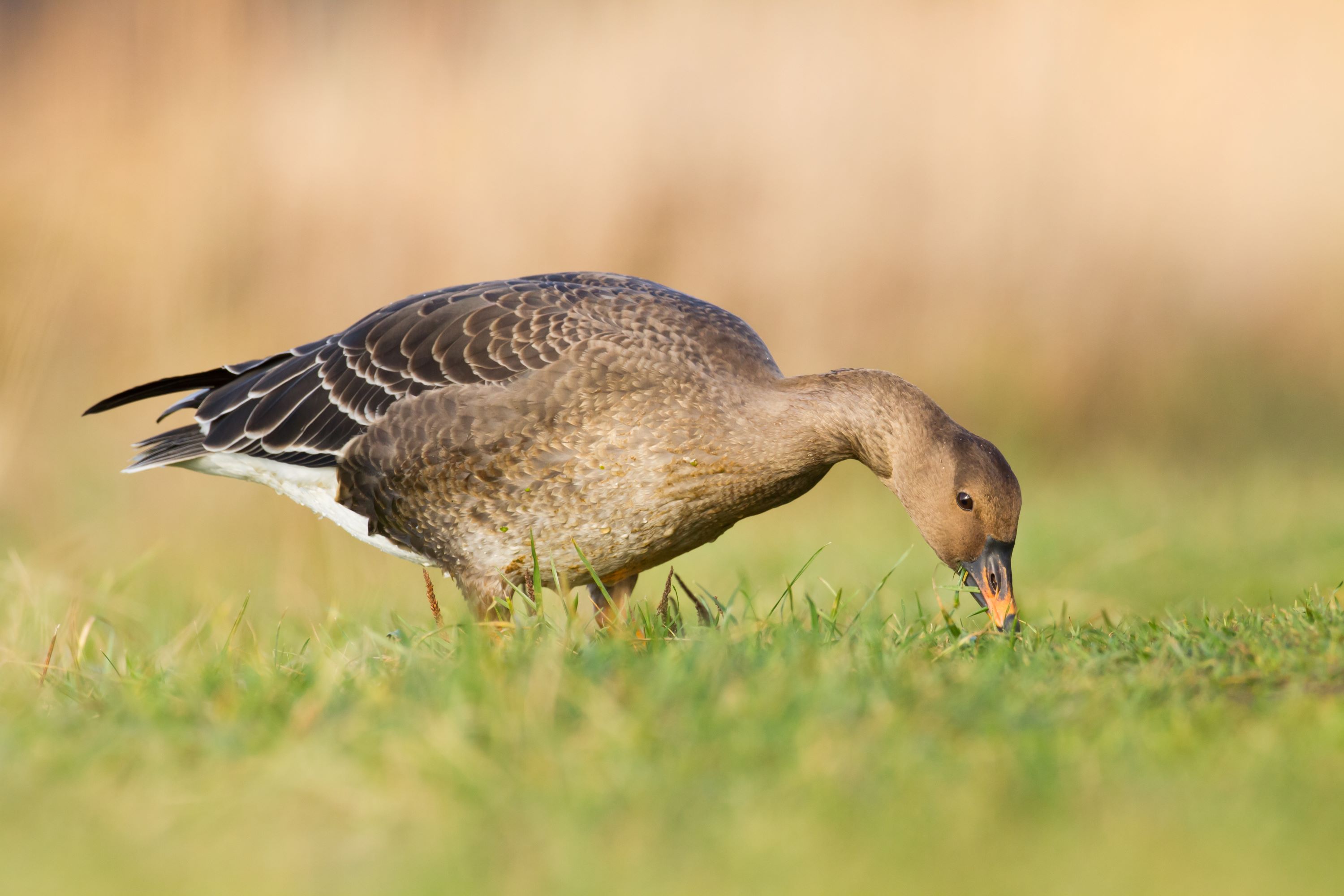 The Bean Goose