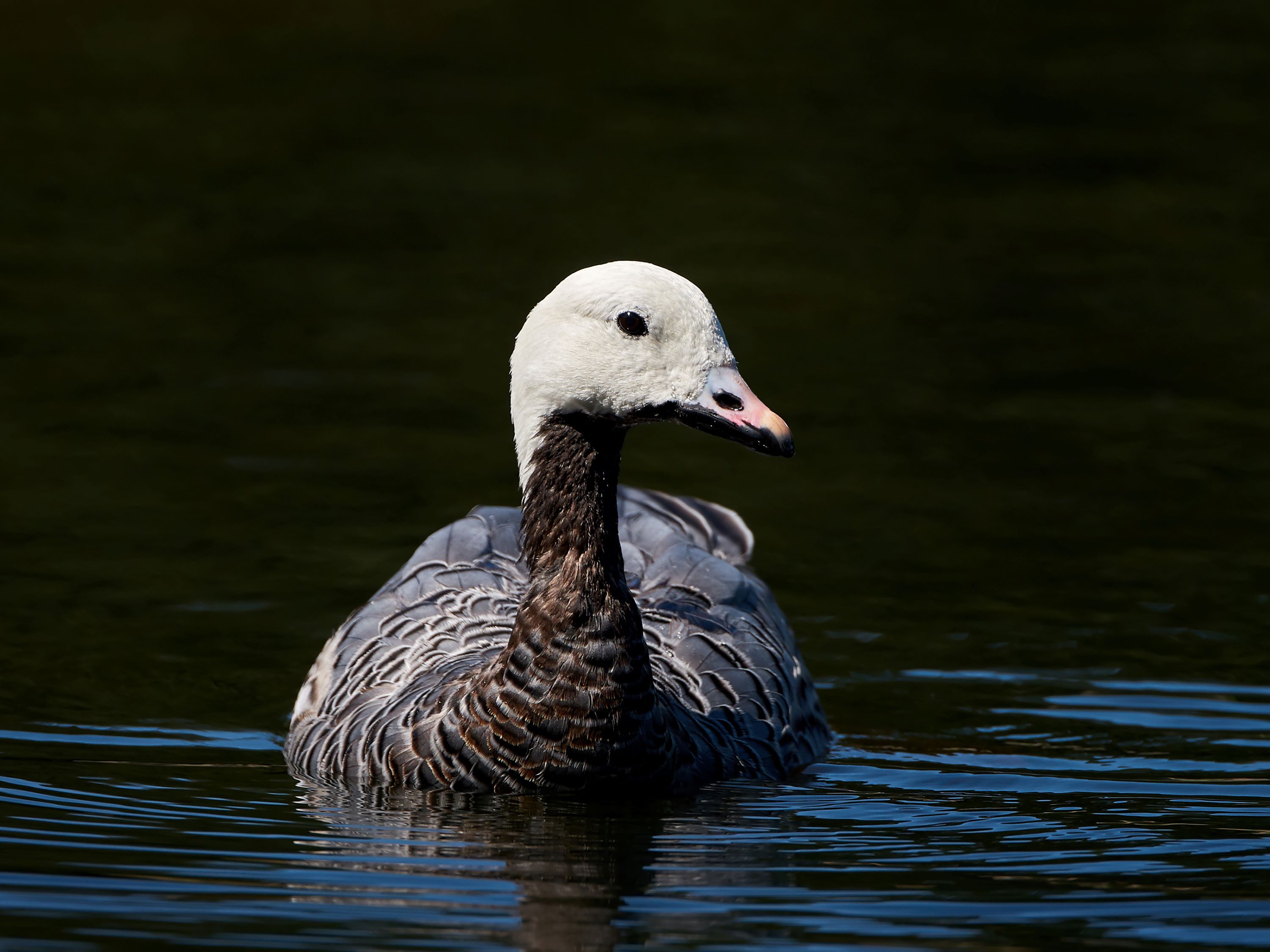 The Emperor Goose