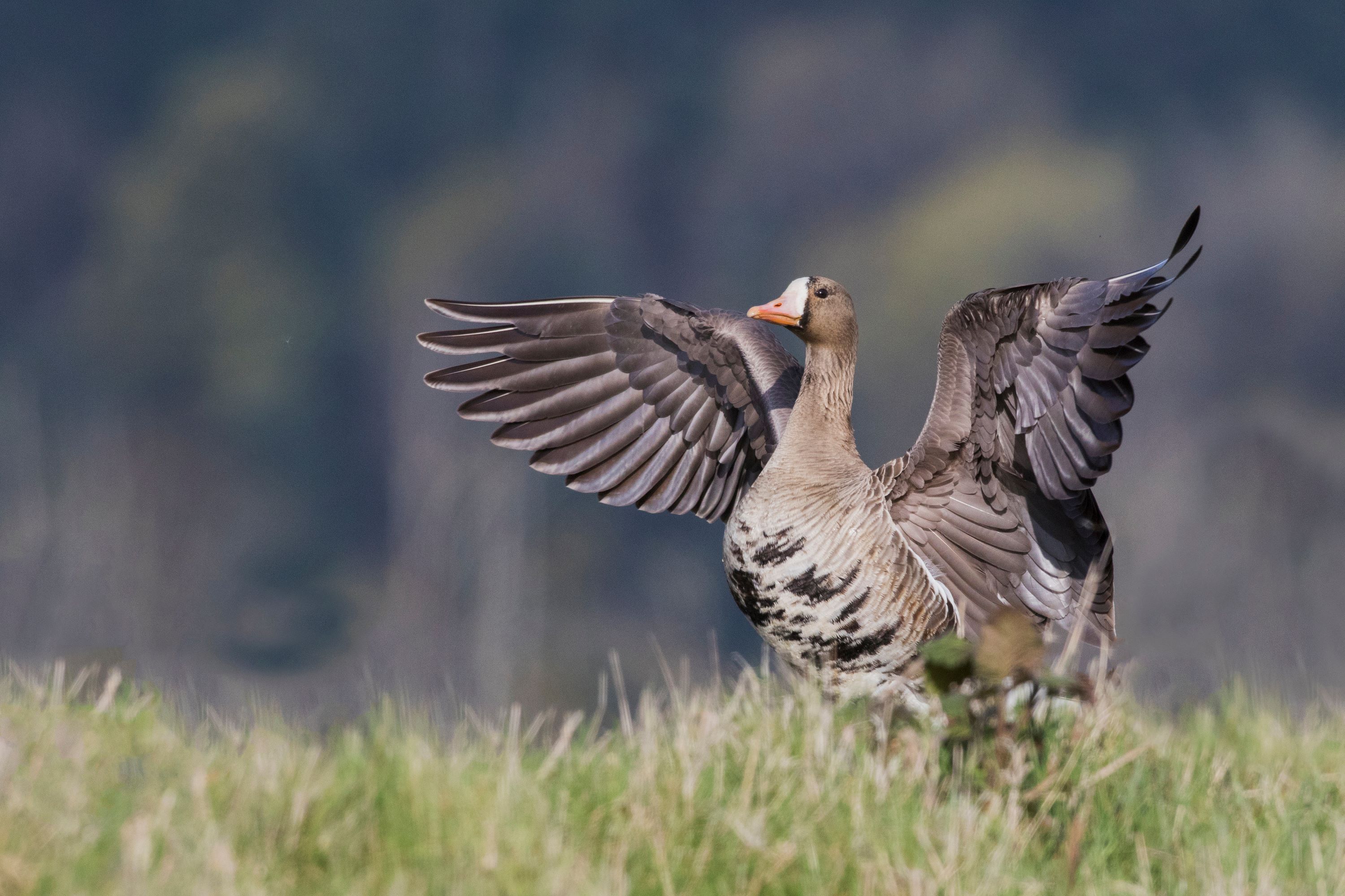 The Greater White-Fronted Goose