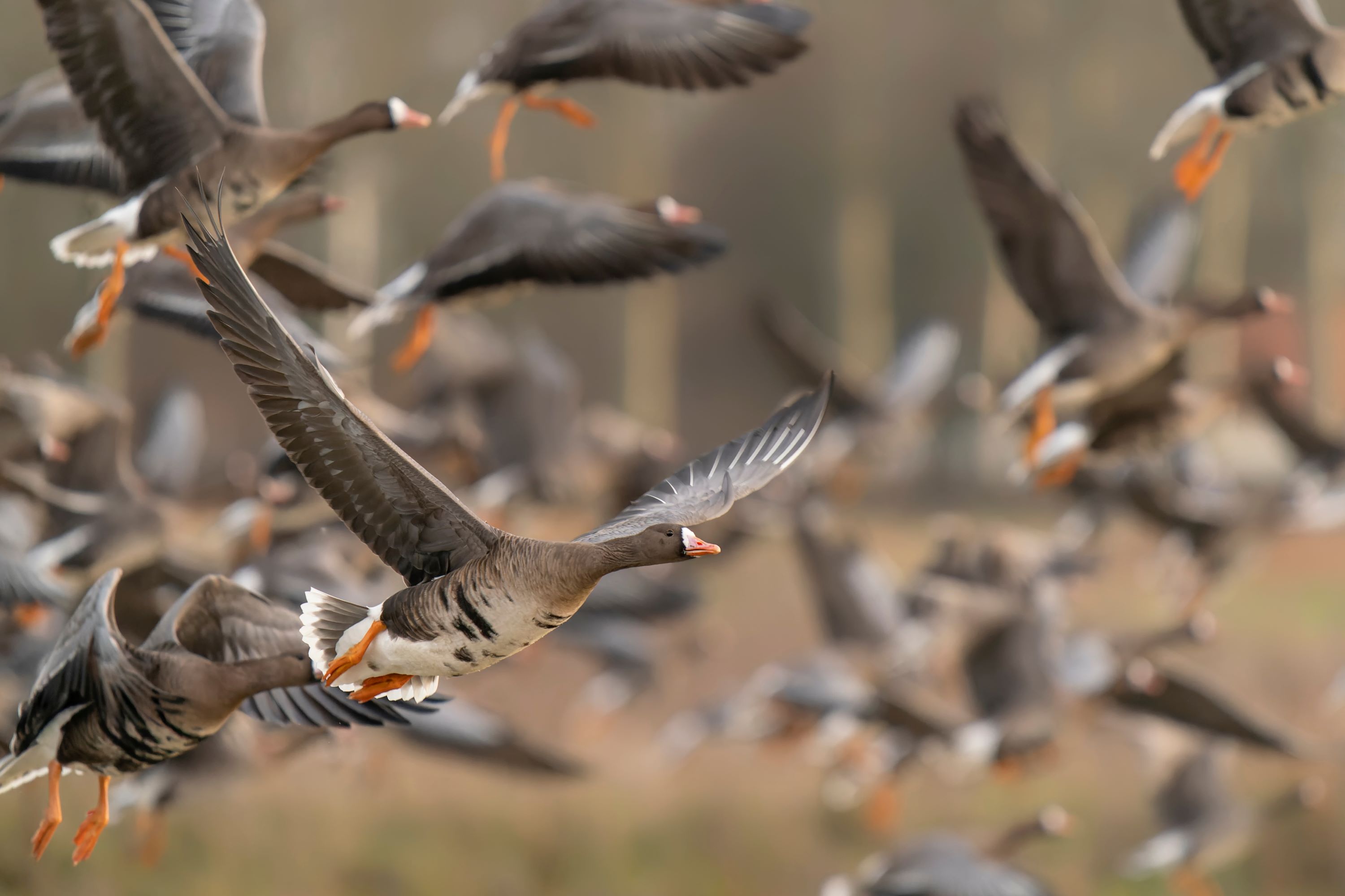 The Greater White-Fronted Goose