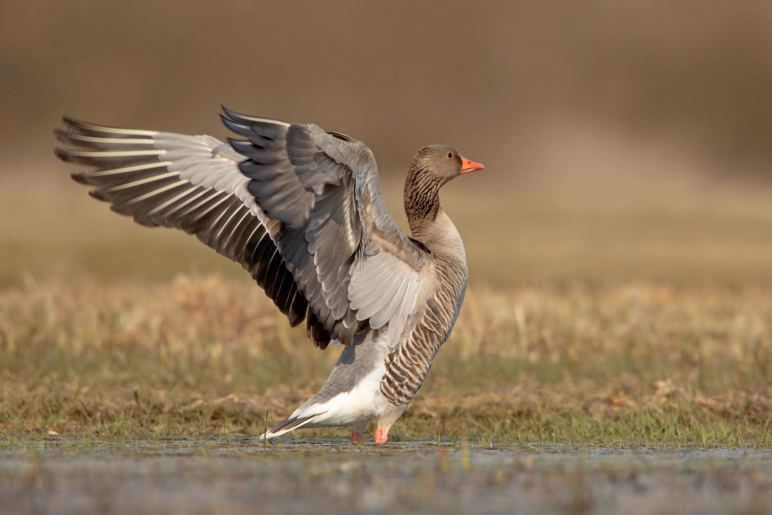 The Greylag Goose