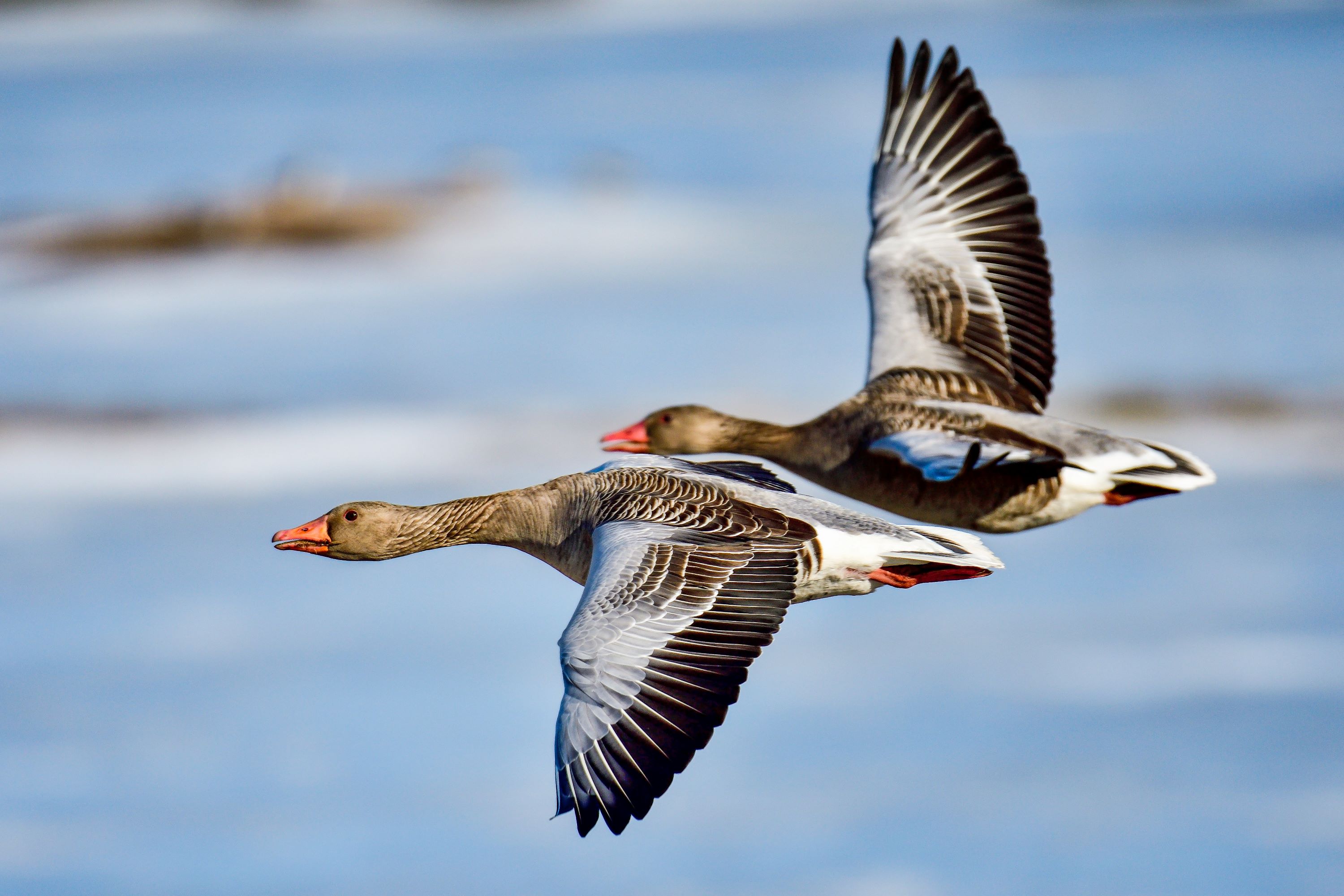 The Greylag Goose