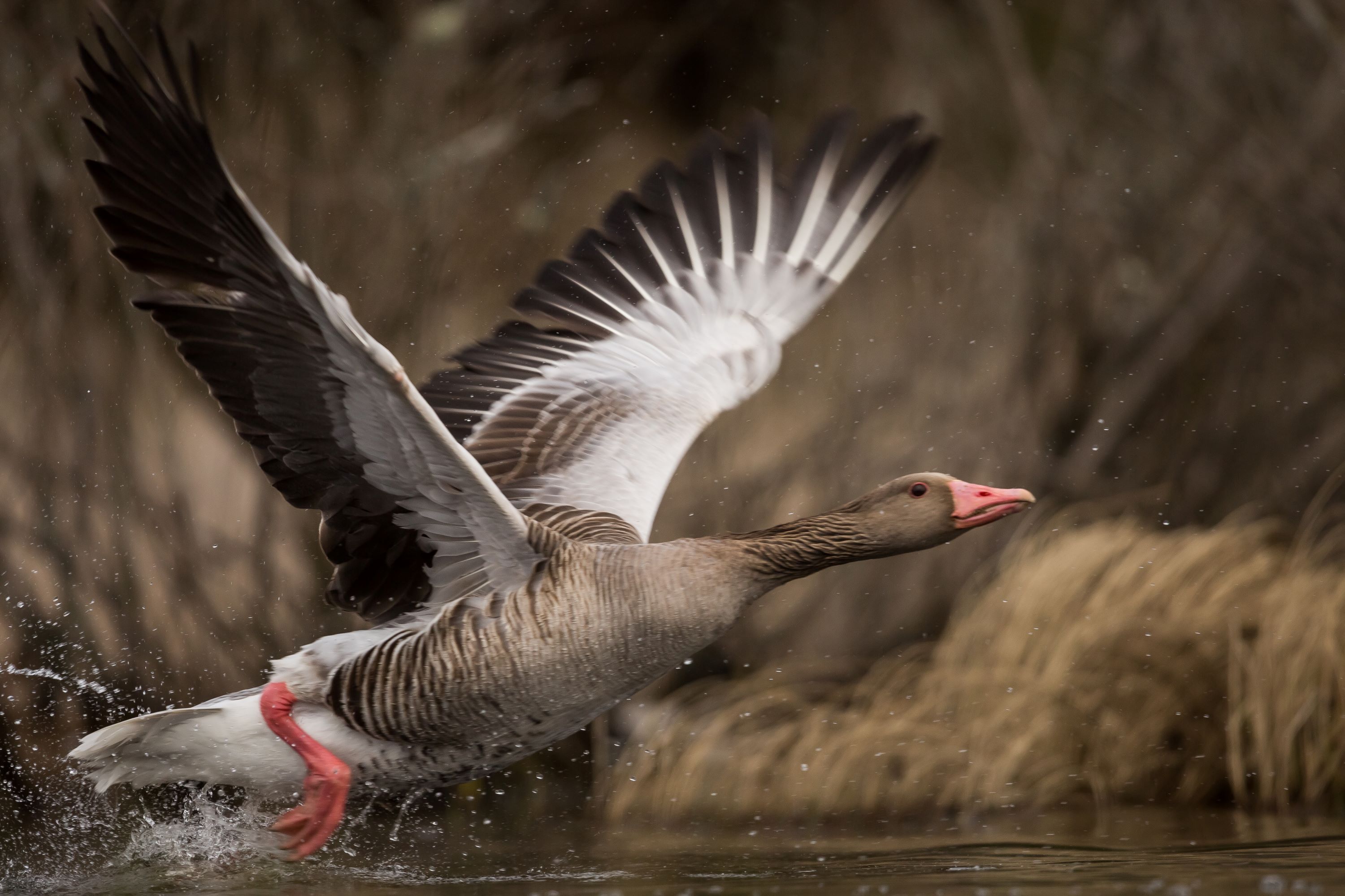 A goose taking off.