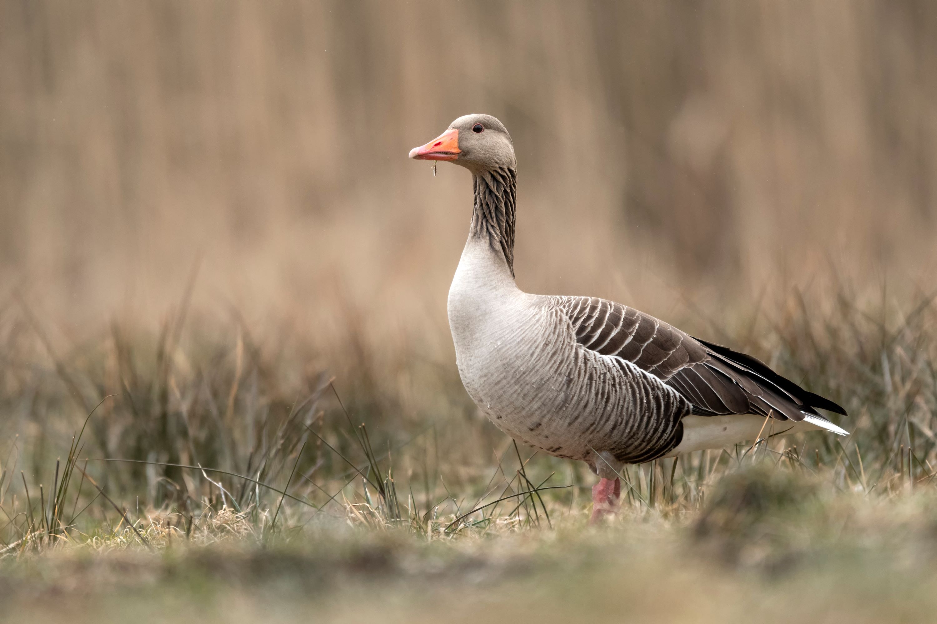 A Greylag Goose.