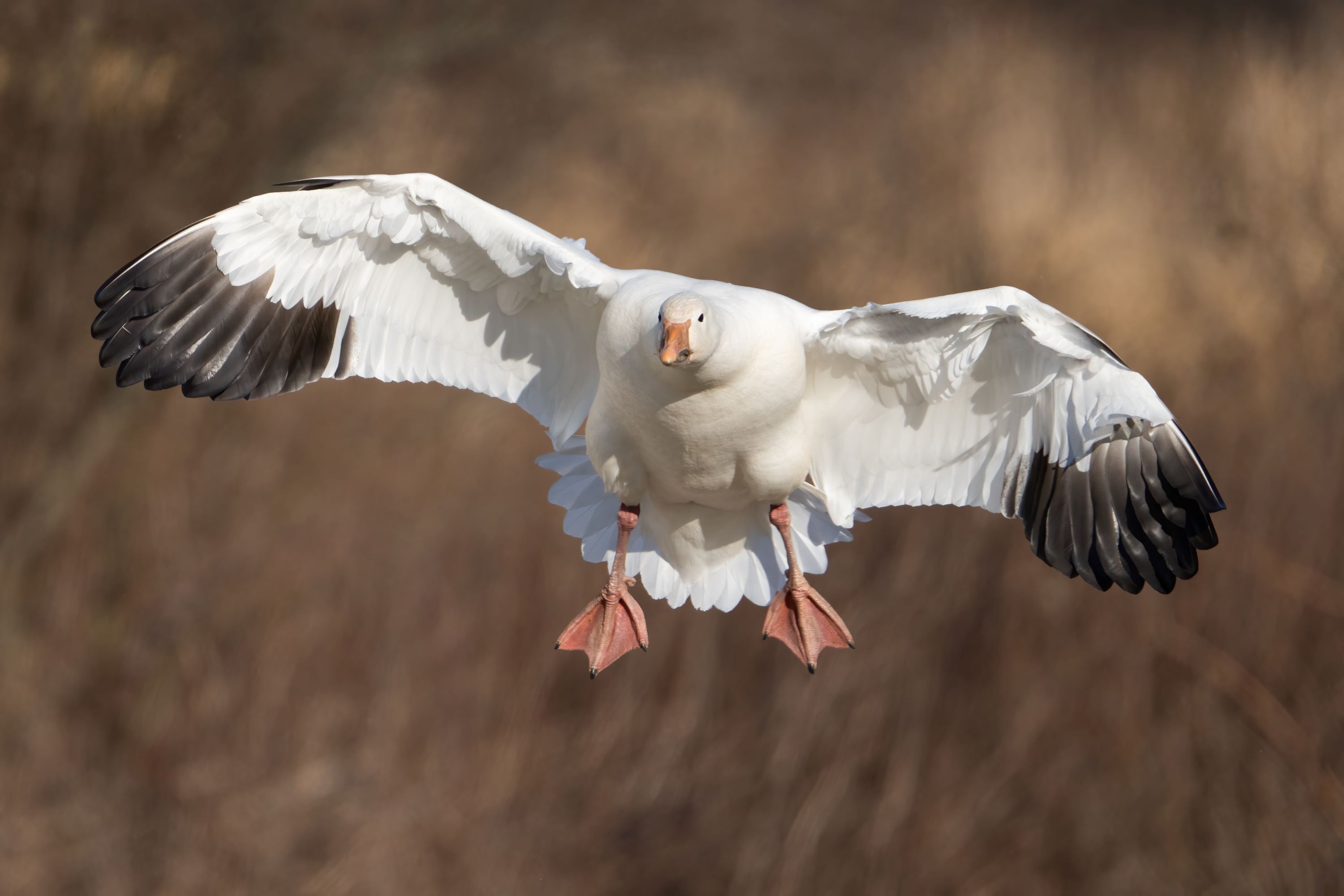 A snow goose coming in for a landing.