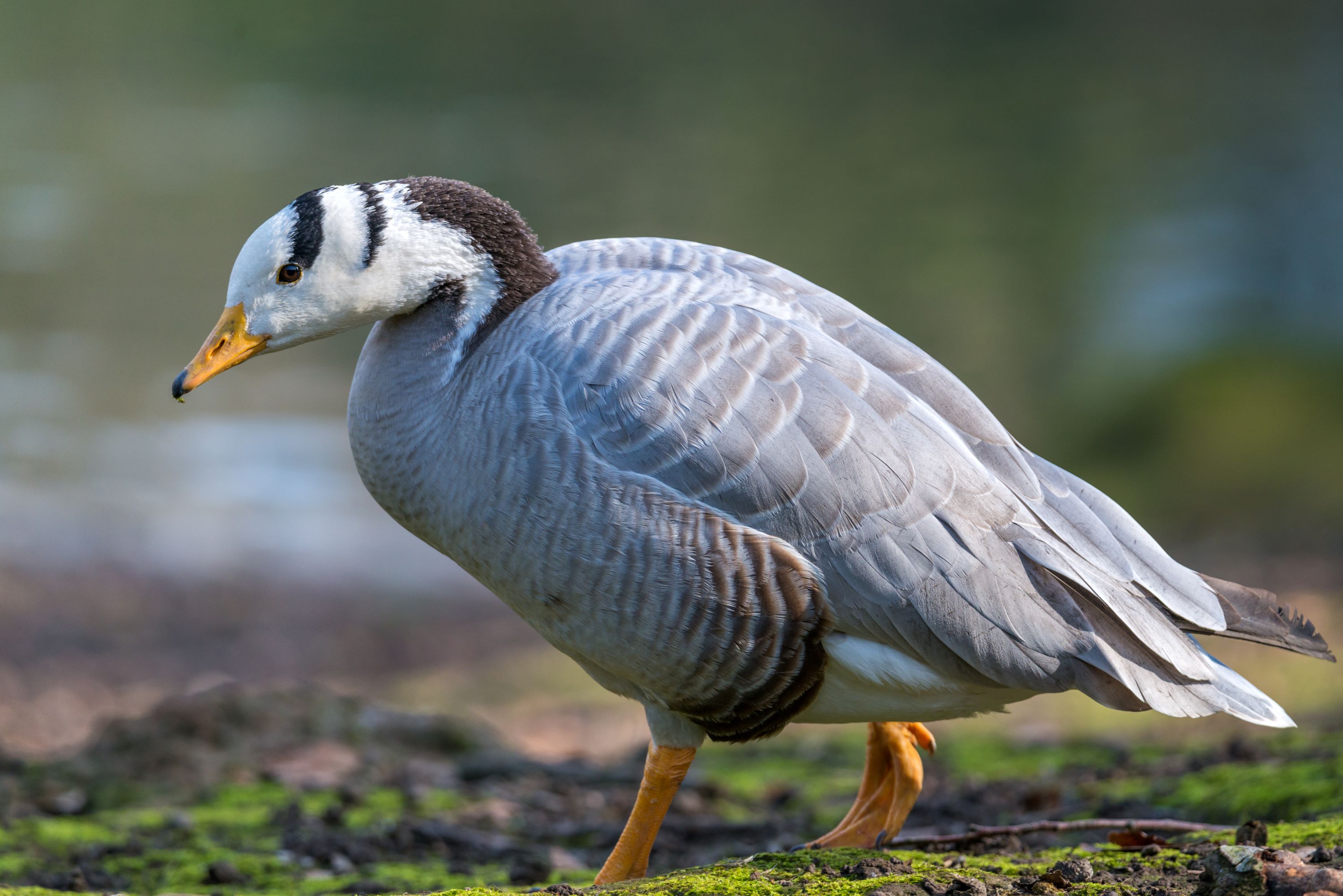 The Bar-headed Goose.