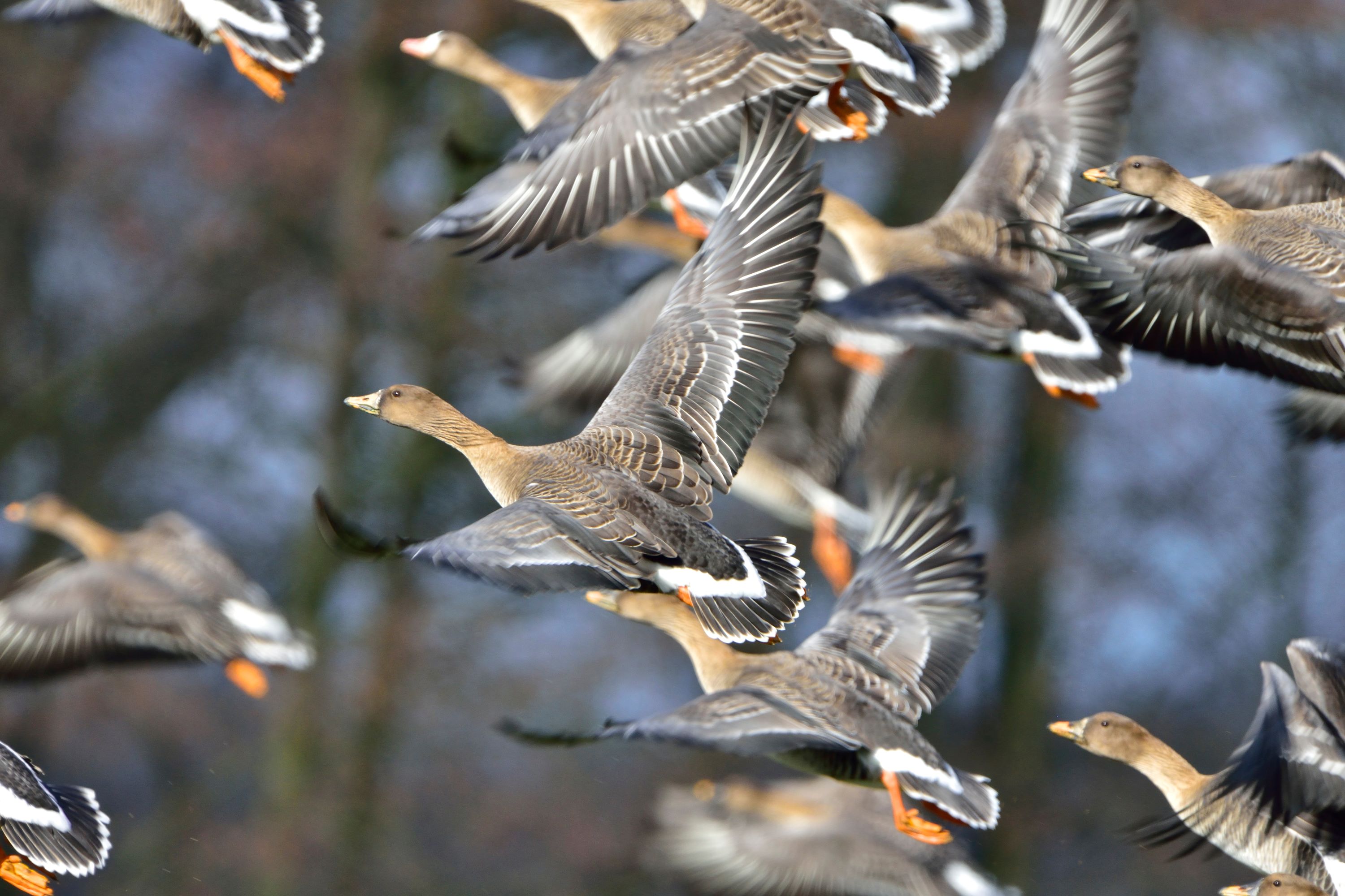 The Bean Goose.