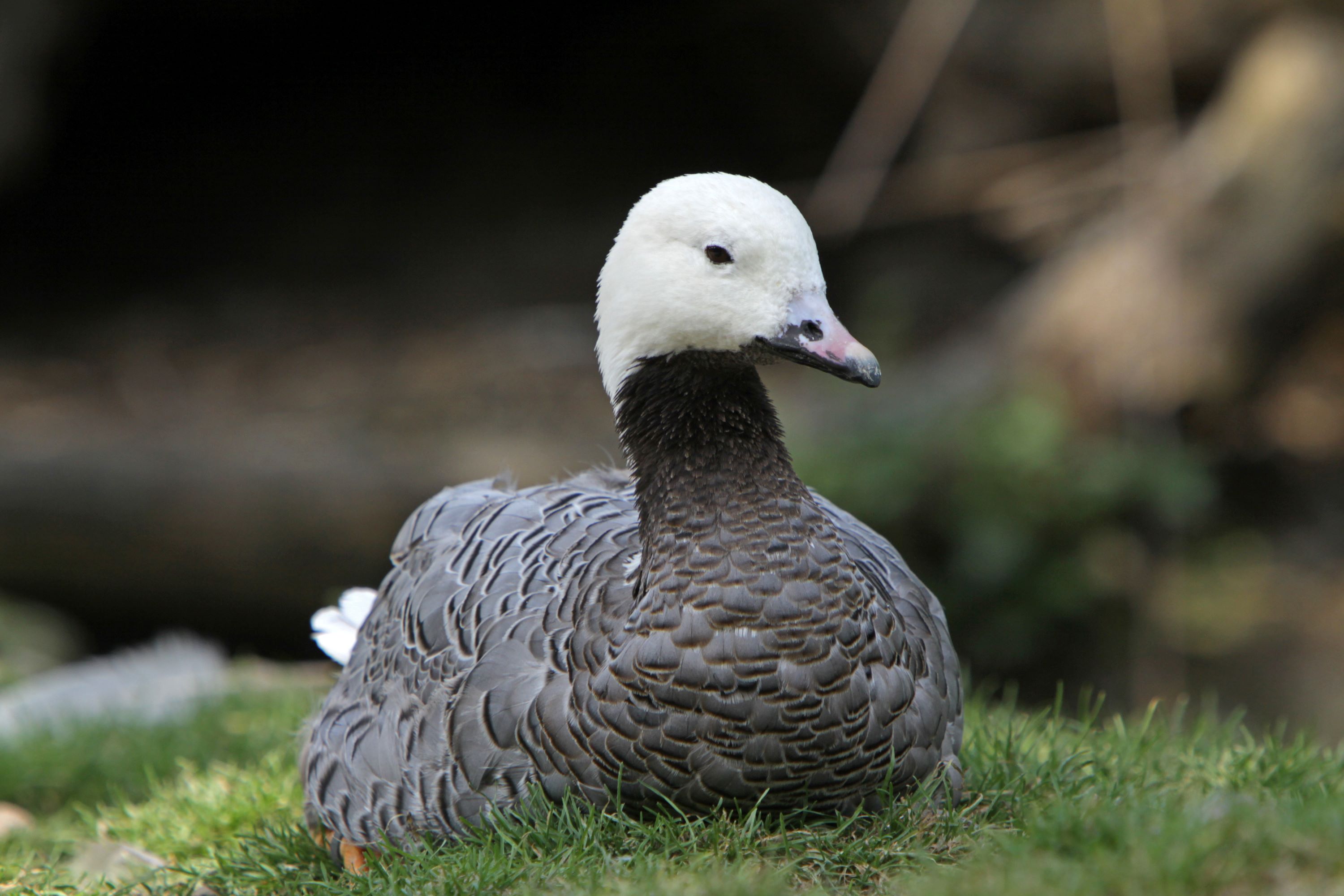 The Emperor Goose.