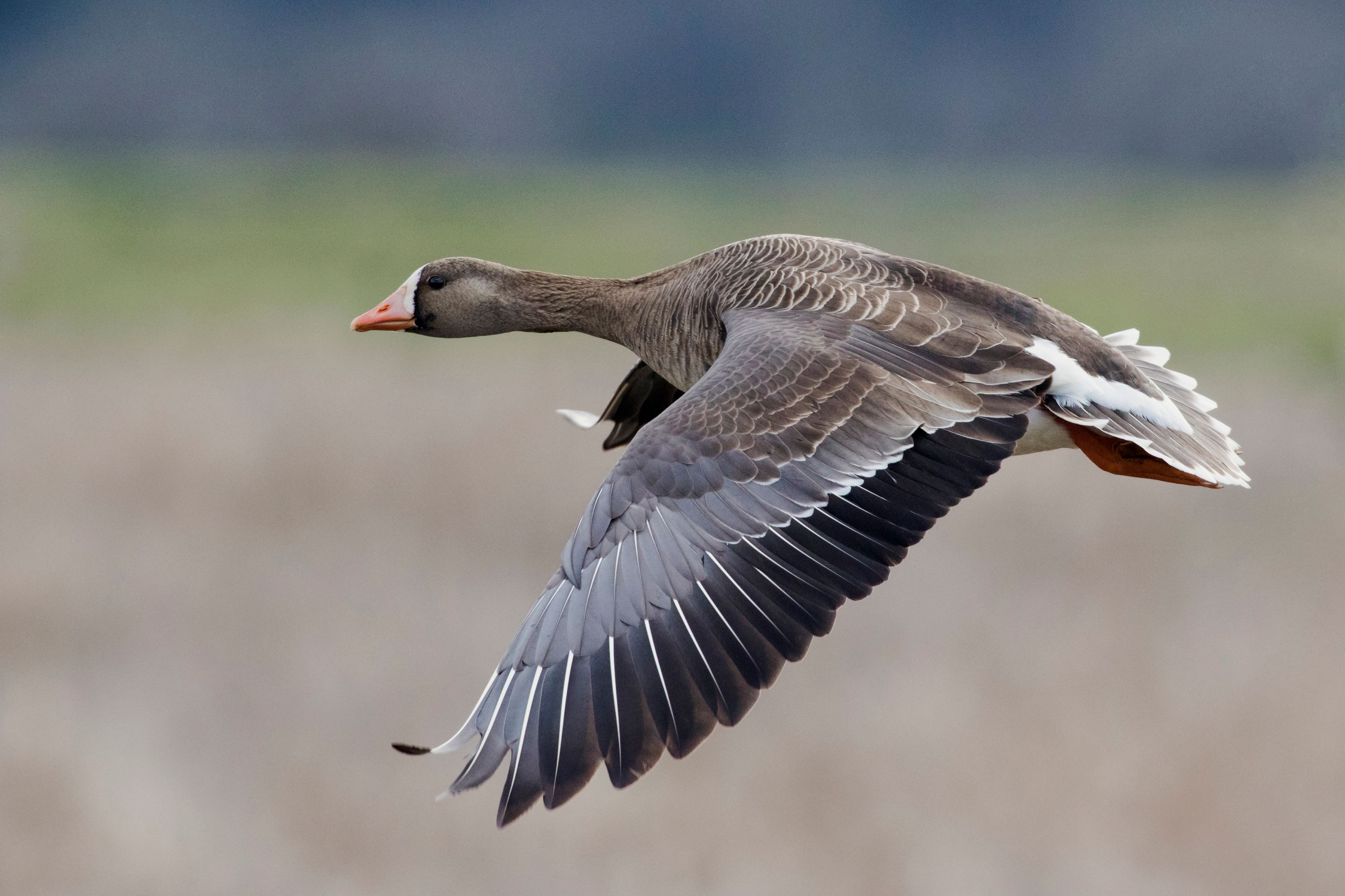 A snow goose coming in for a landing.