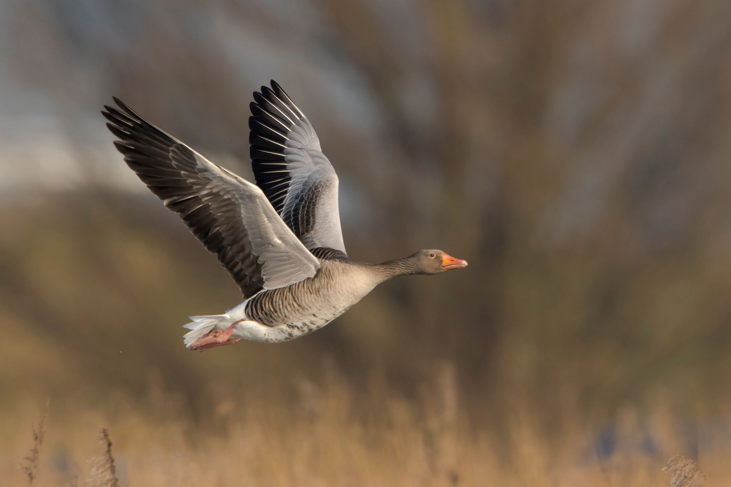 The Greylag Goose.