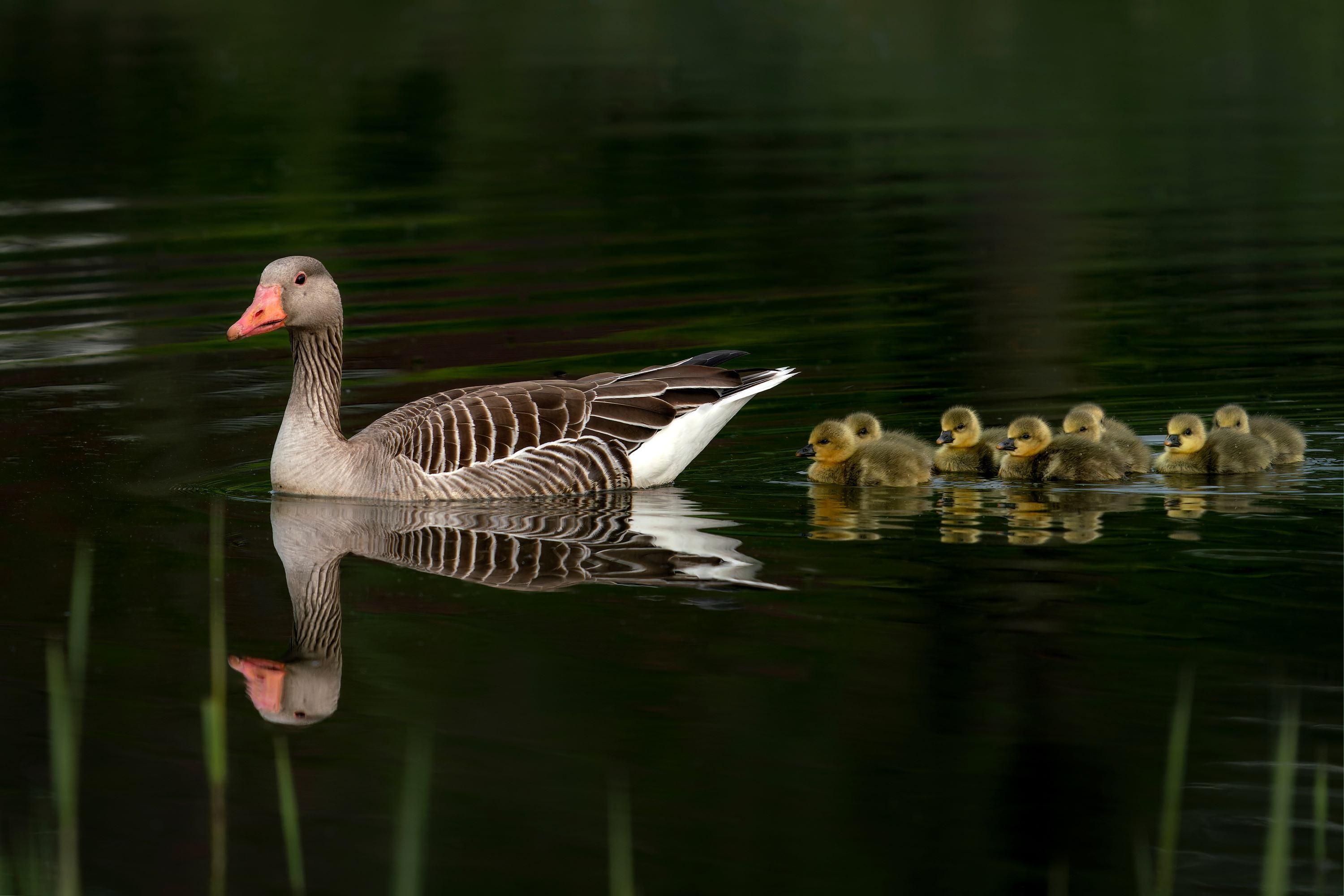 Parent Greylag Goose (Anser anser) out with their young goslings.