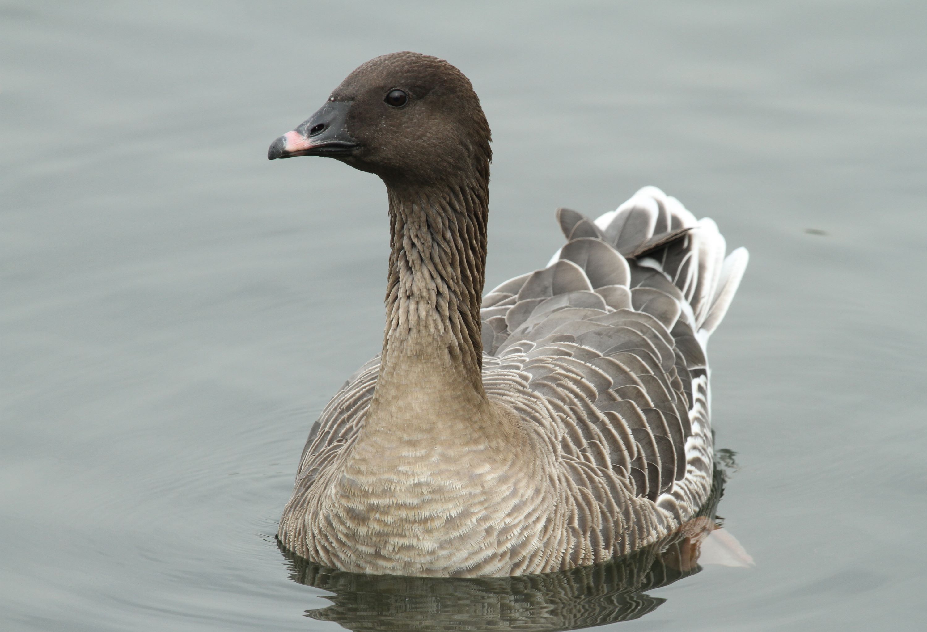 The Pink-footed Goose.