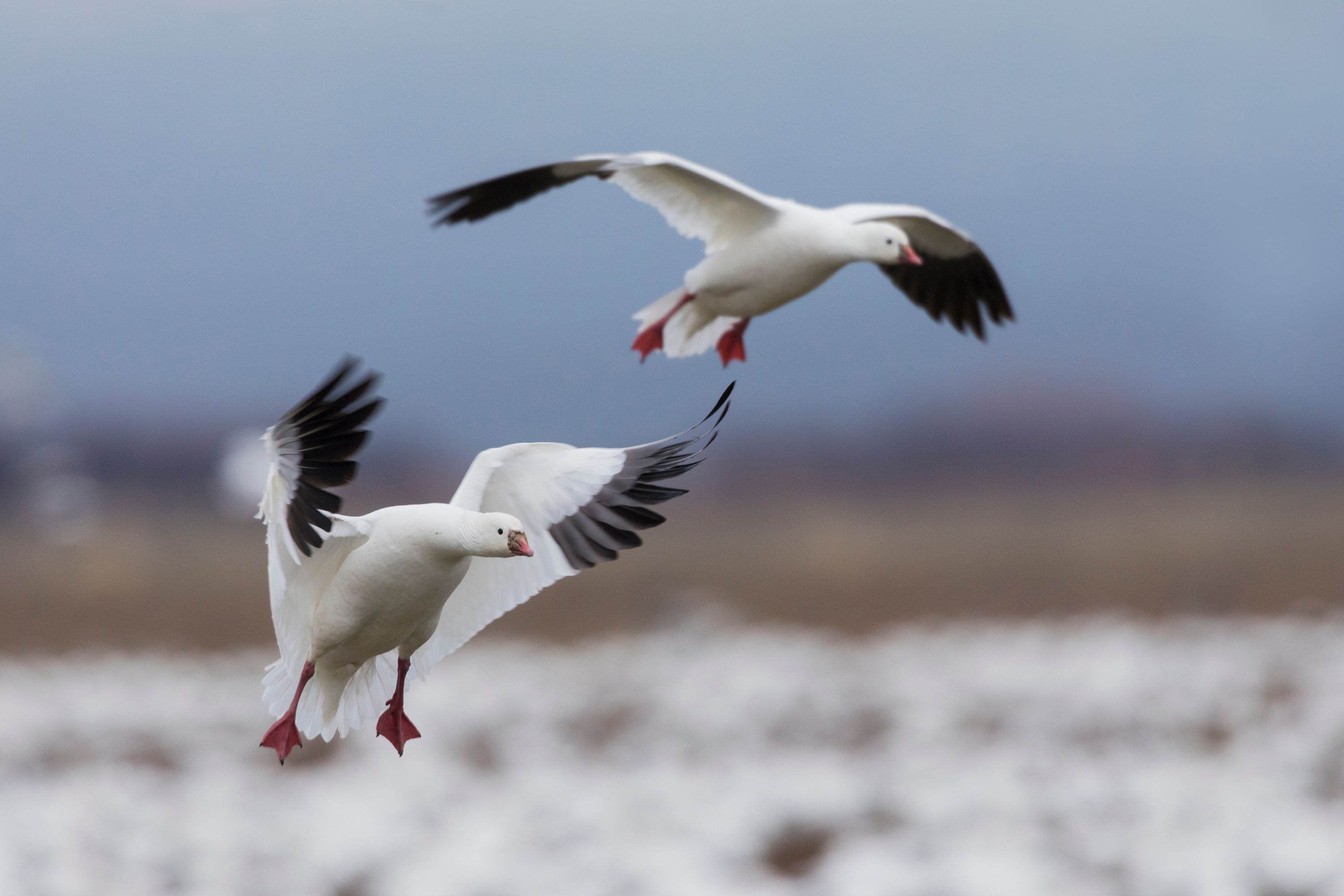 A snow goose coming in for a landing.