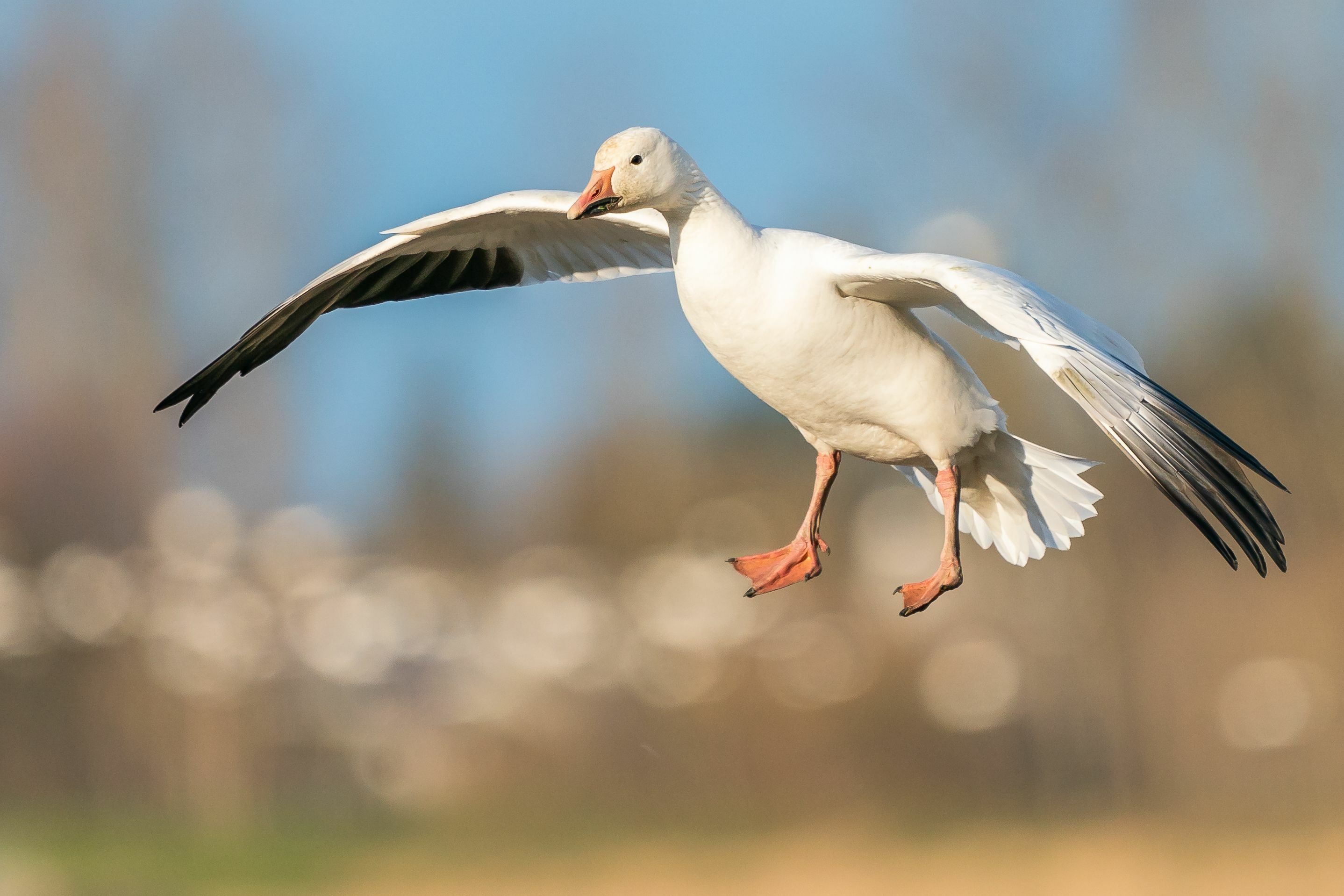 A snow goose coming in for a landing.