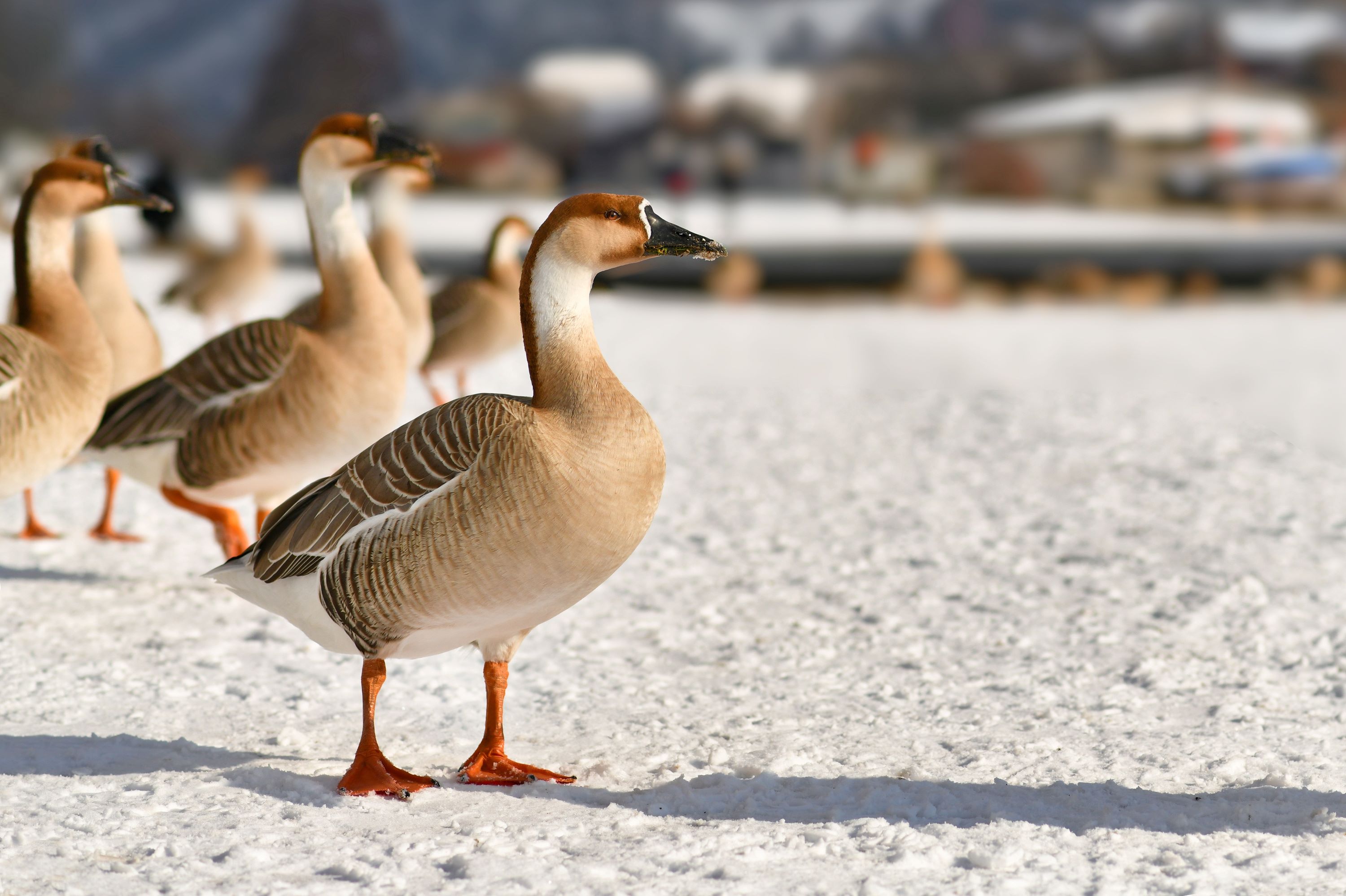 Swan gooses snow along the River Neckar in Heidelberg.