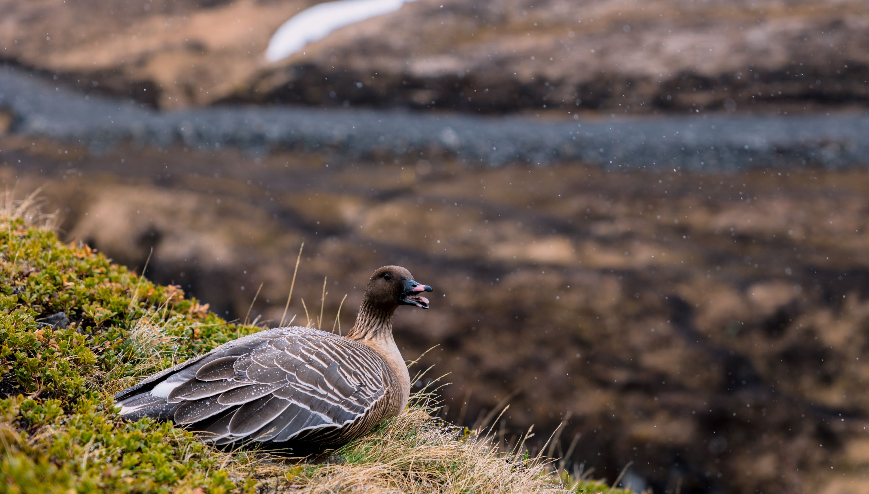 The Pink-footed Goose