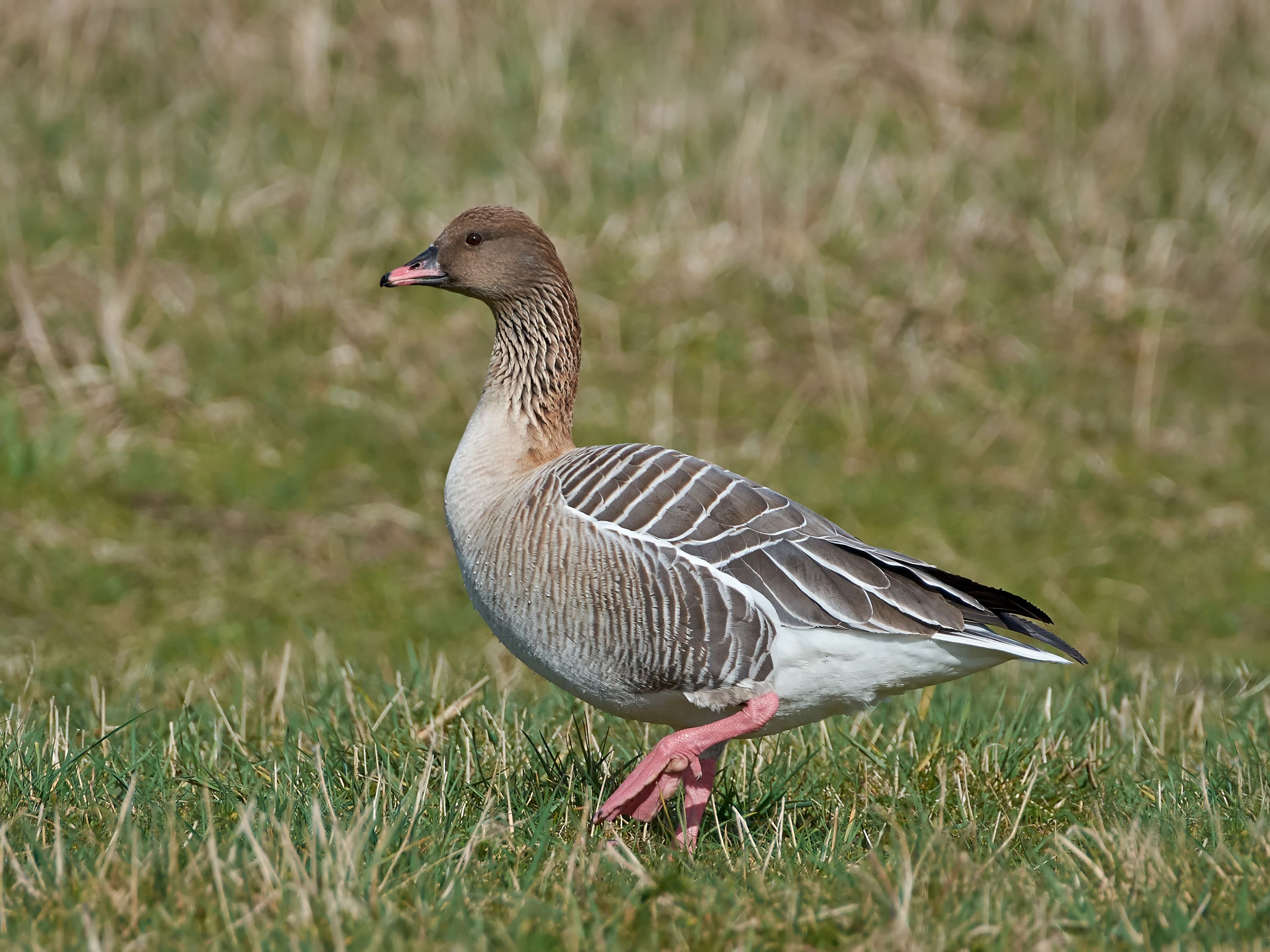 The Pink-footed Goose