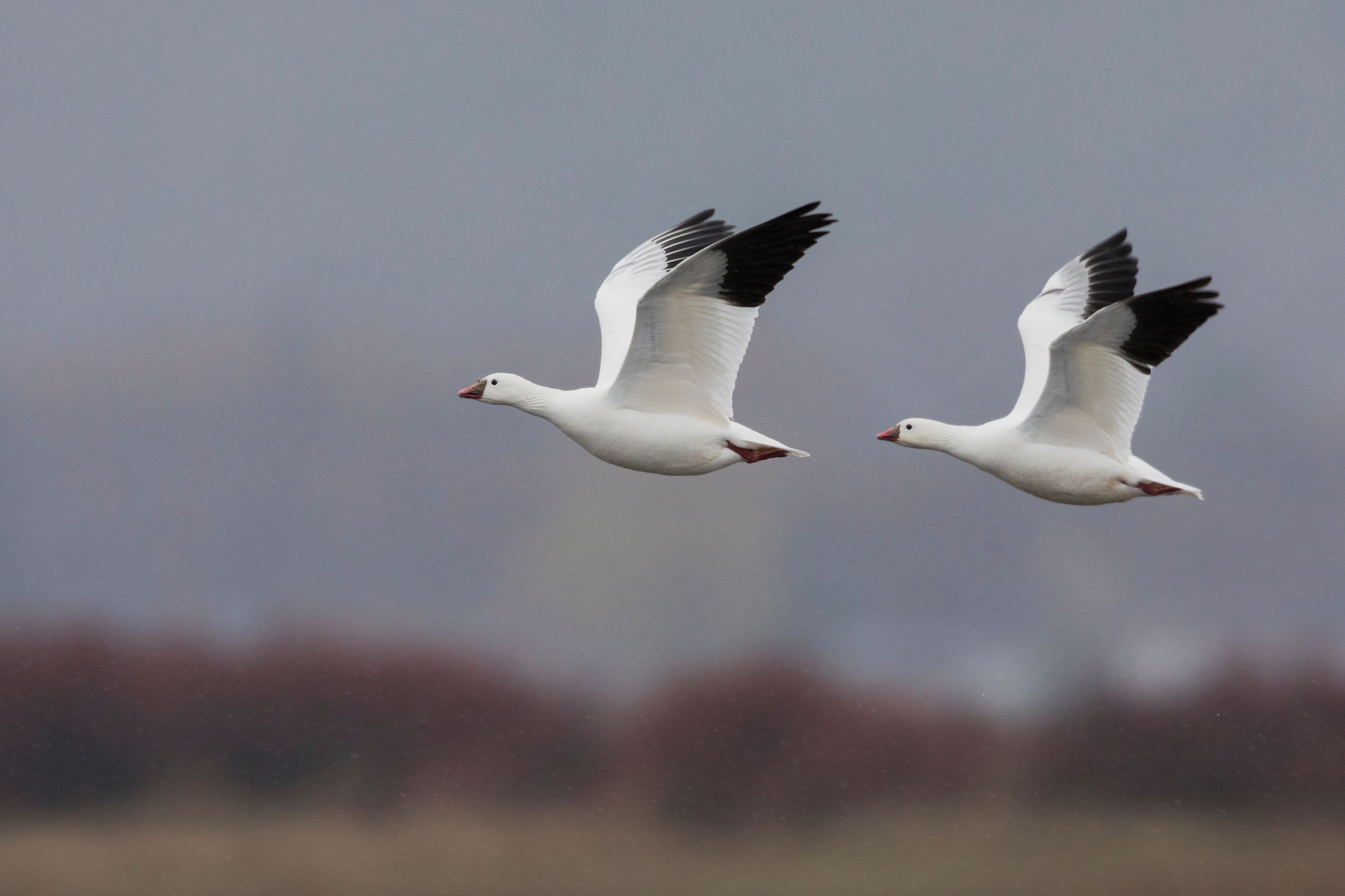 The Ross's Goose