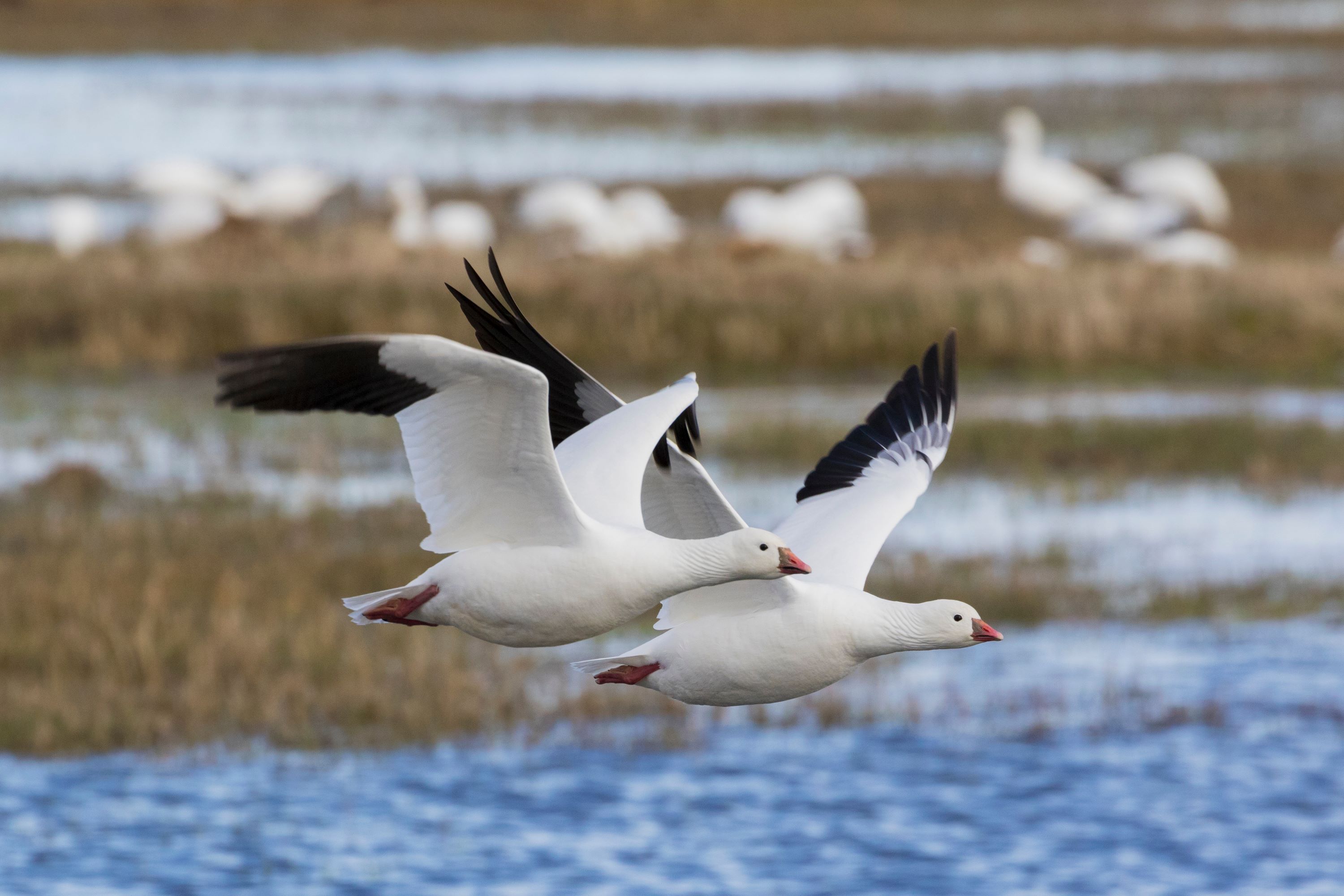 The Ross's Goose