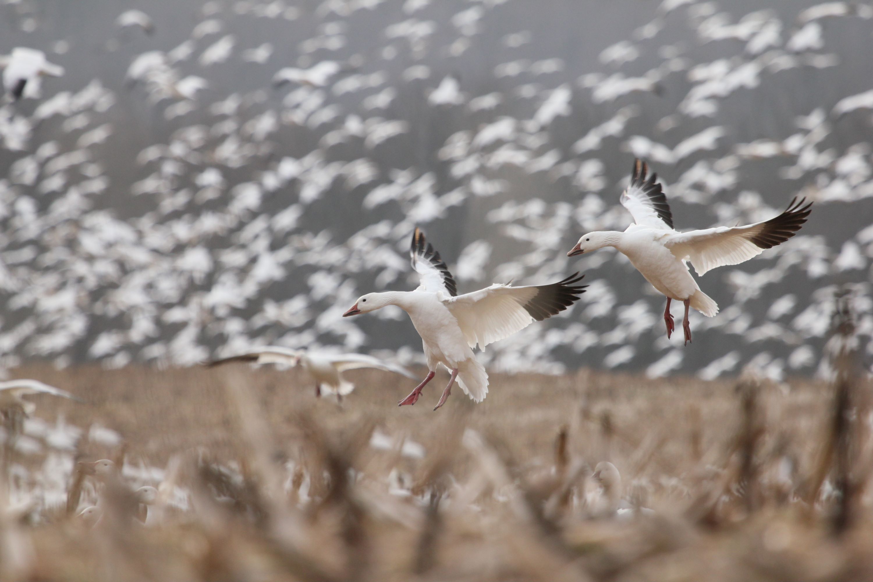 The Snow Goose