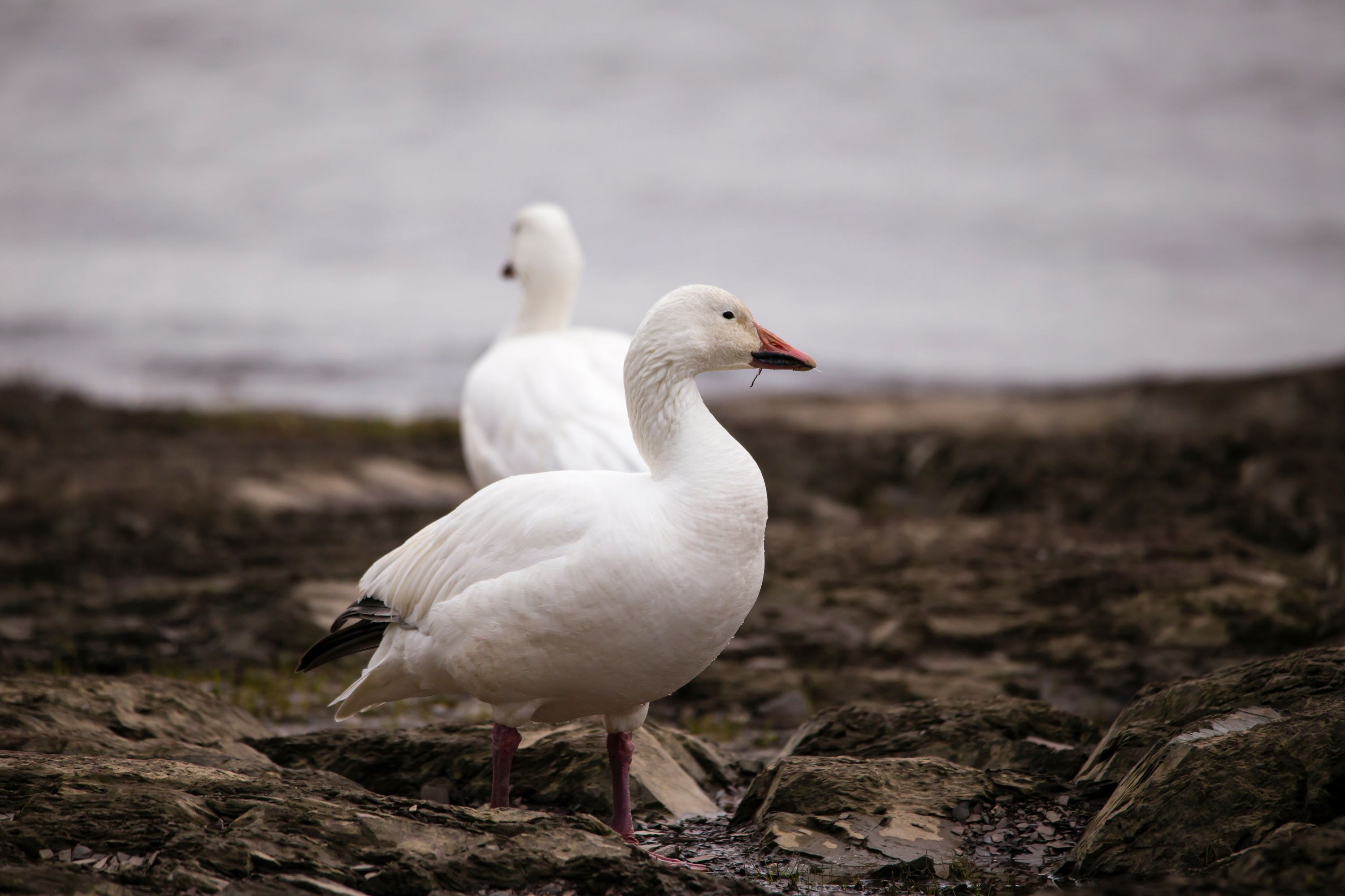 The Snow Goose