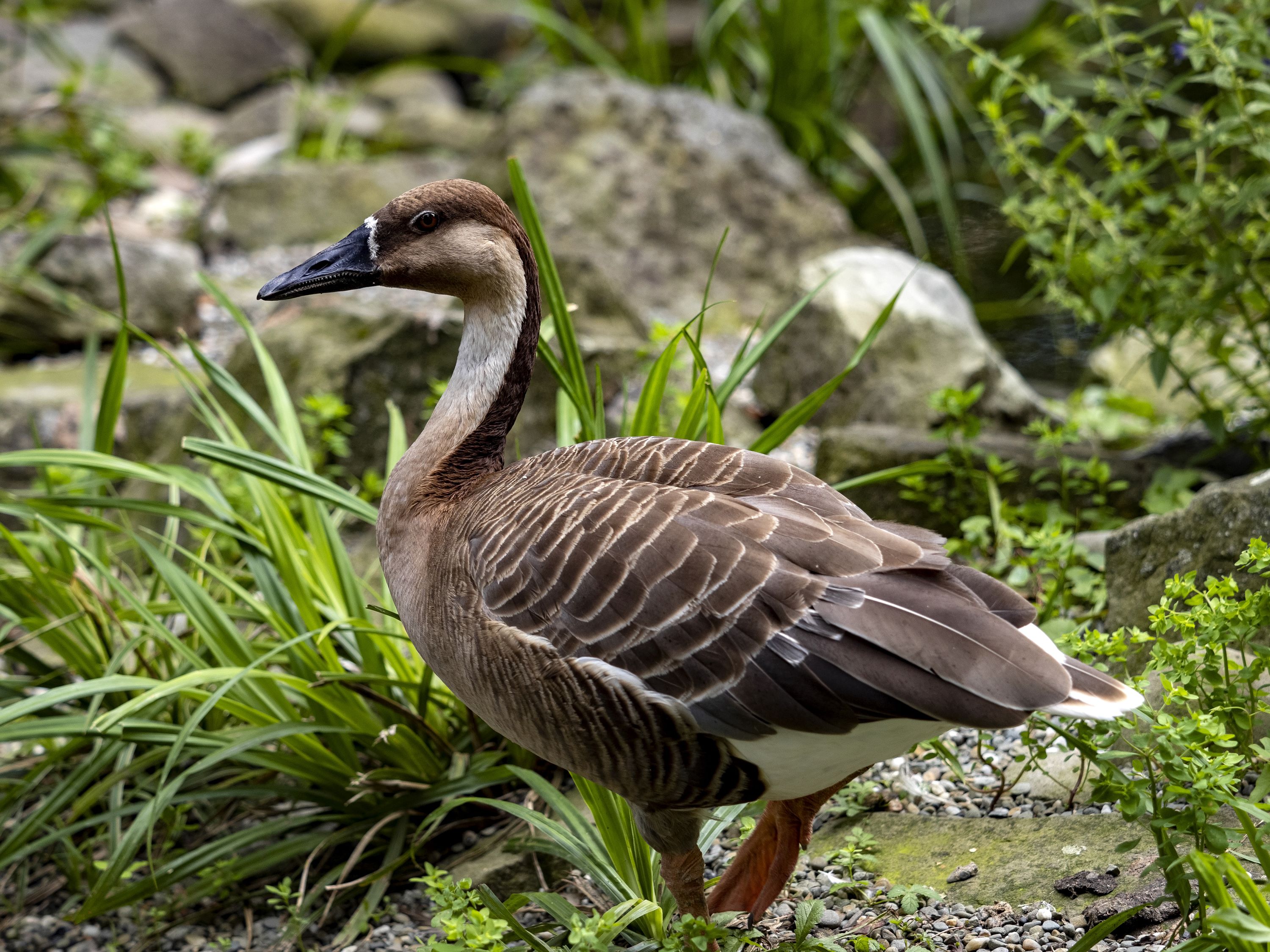 The Swan Goose