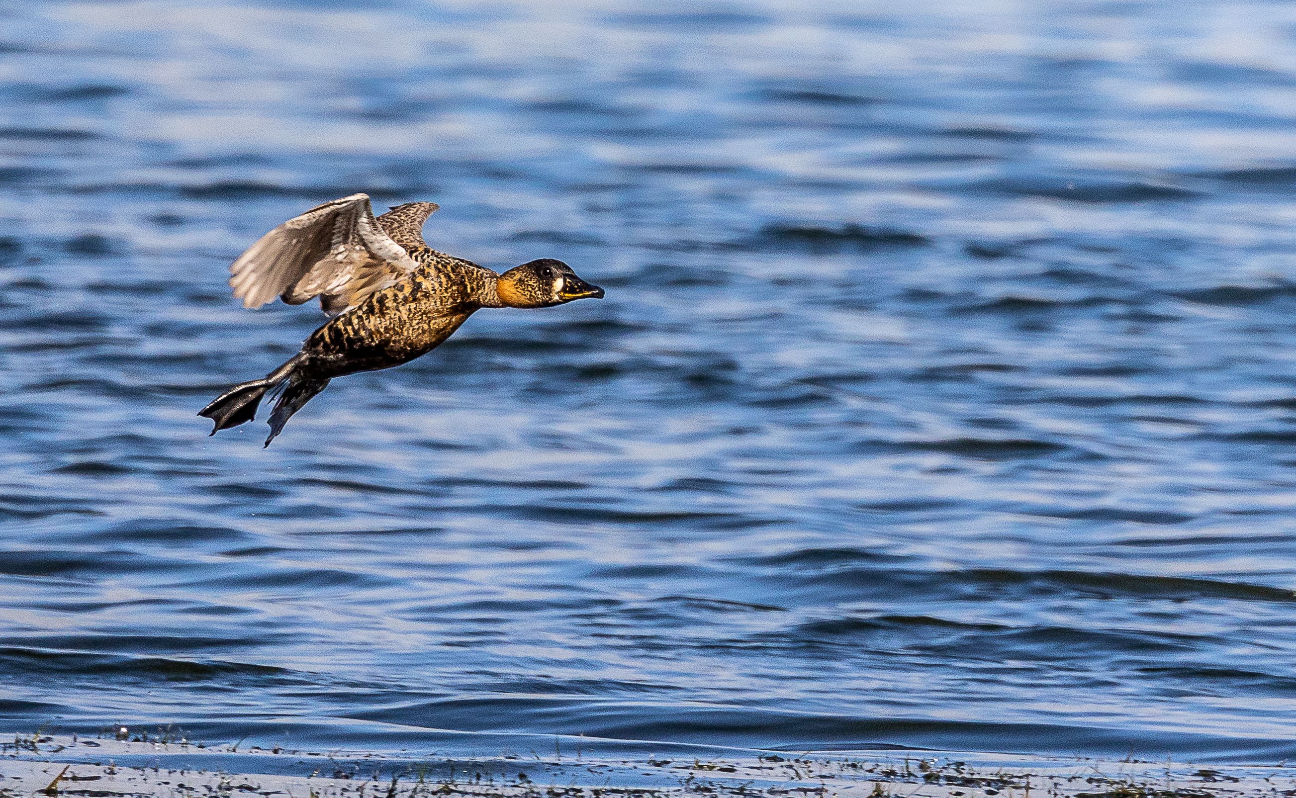 The White-Backed Duck