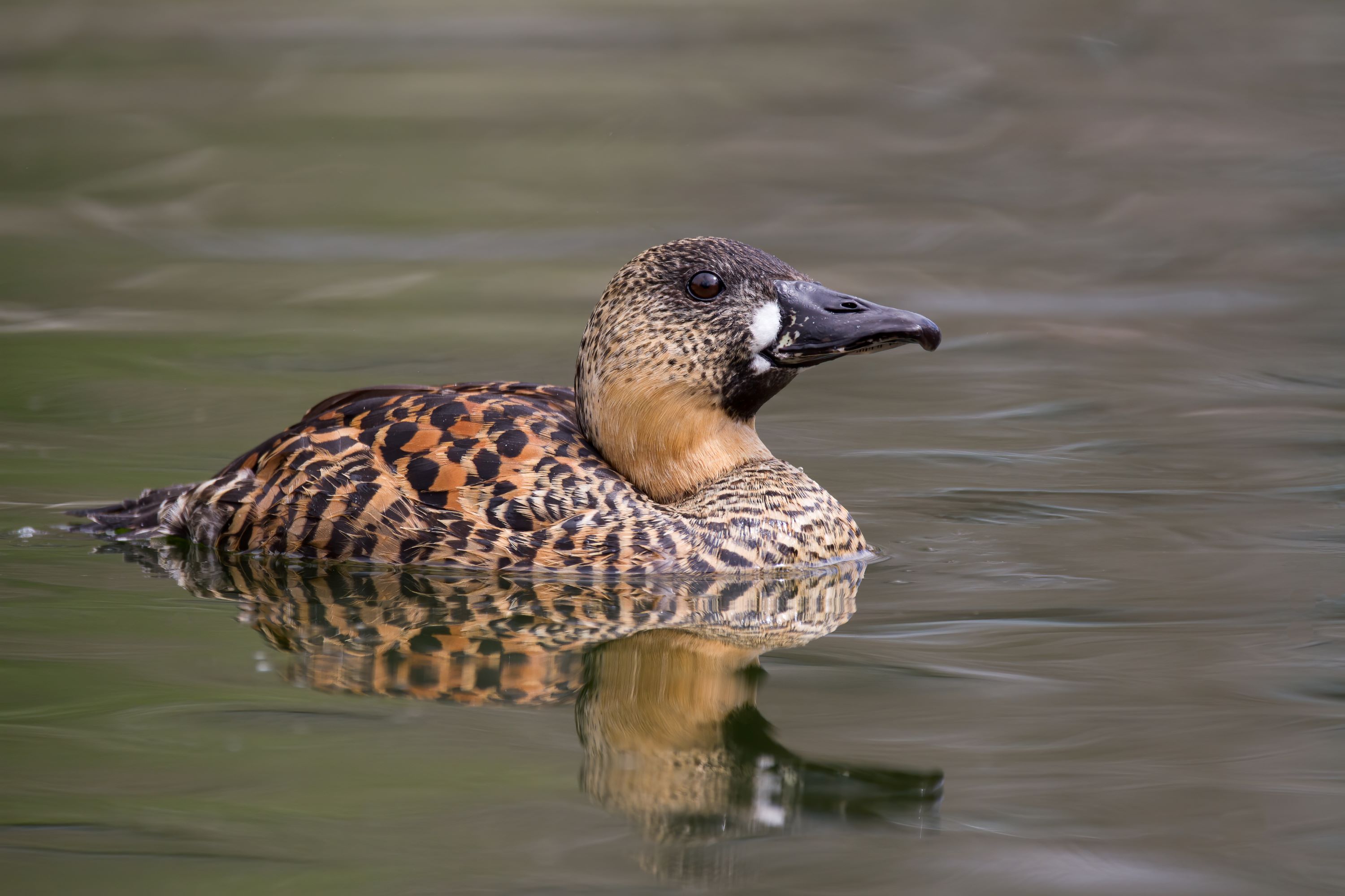 The White-Backed Duck