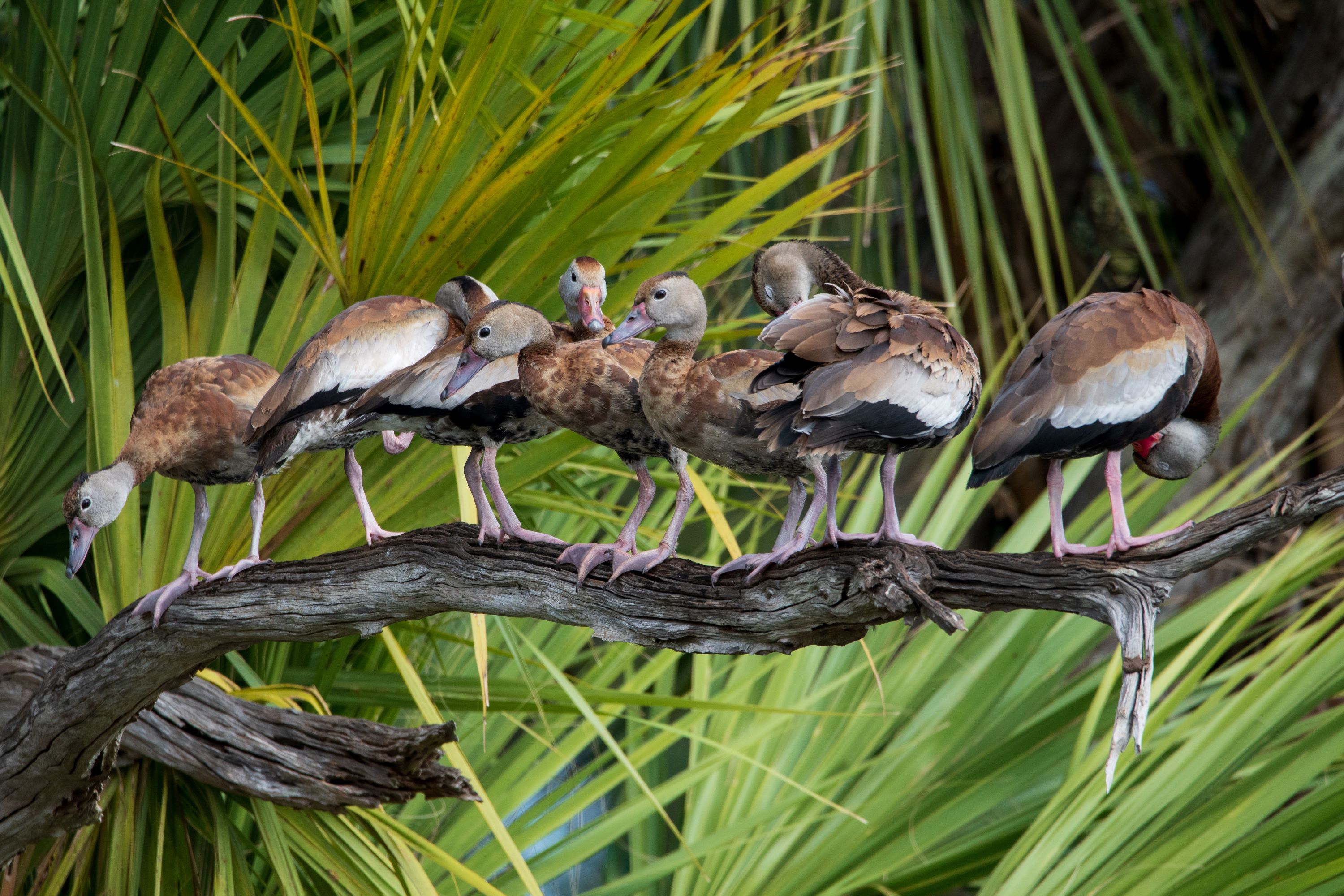 The Black-Bellied Whistling Duck