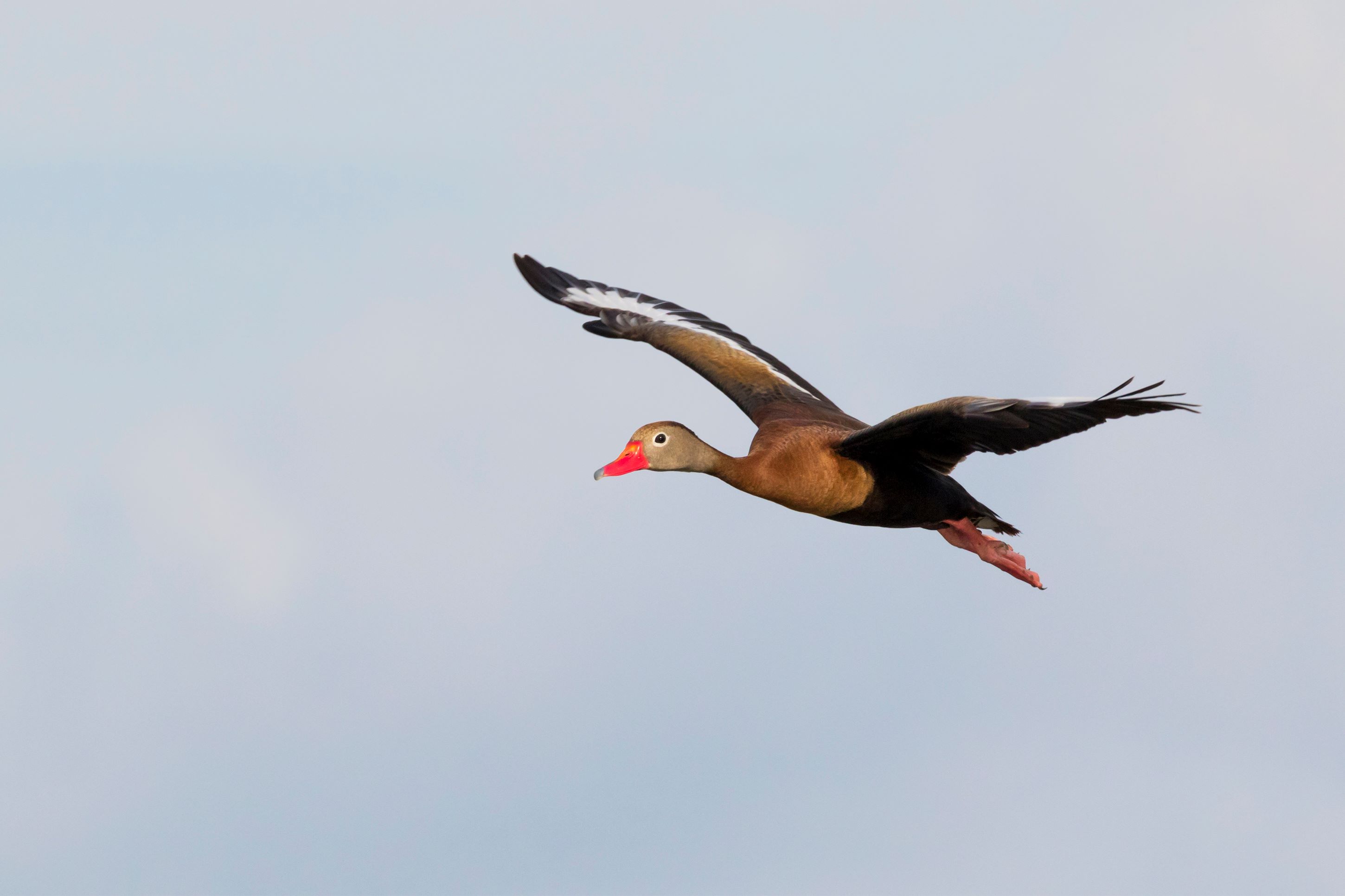 The Black-Bellied Whistling Duck