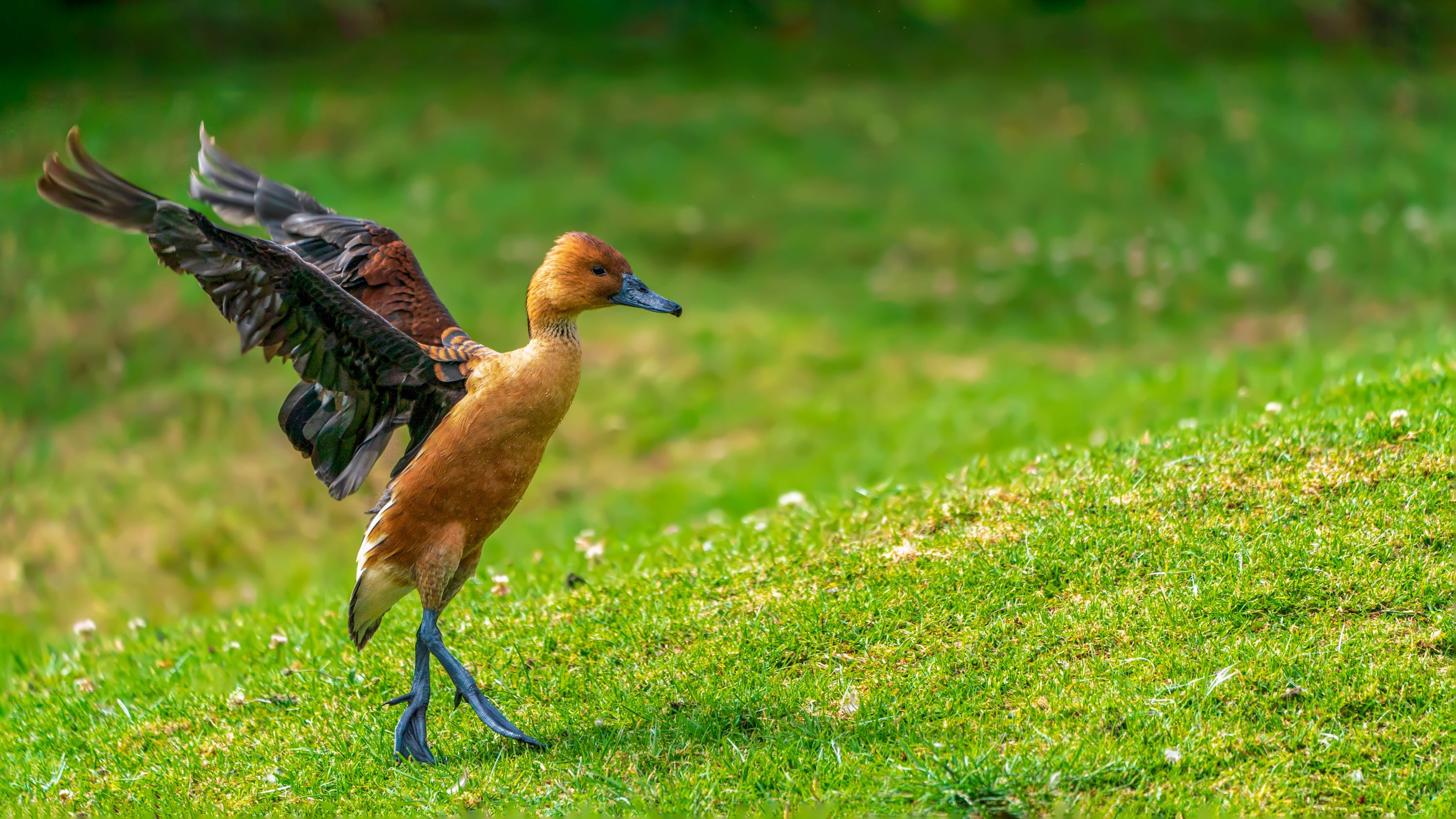 The Fulvous Whistling Duck