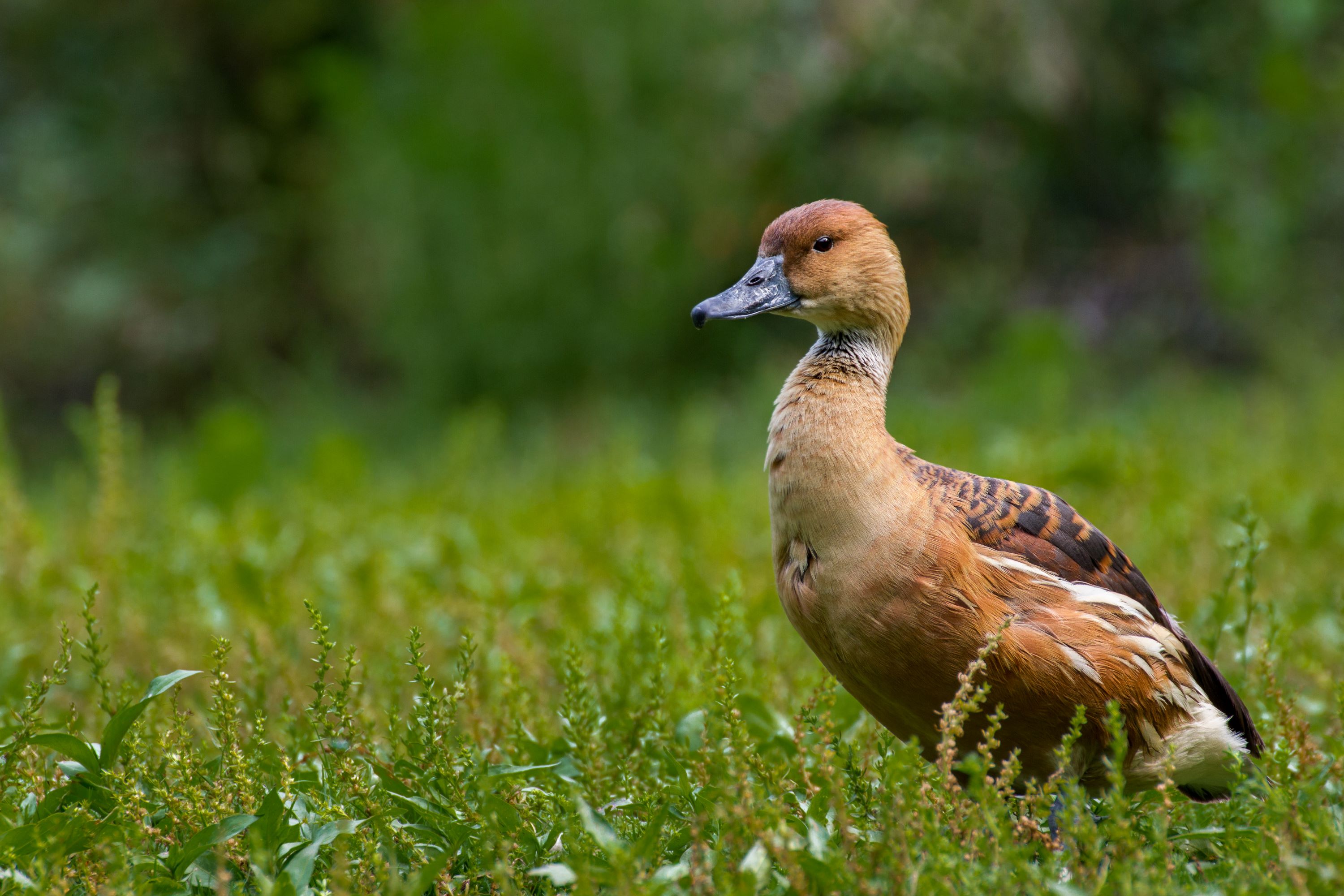 The Fulvous Whistling Duck