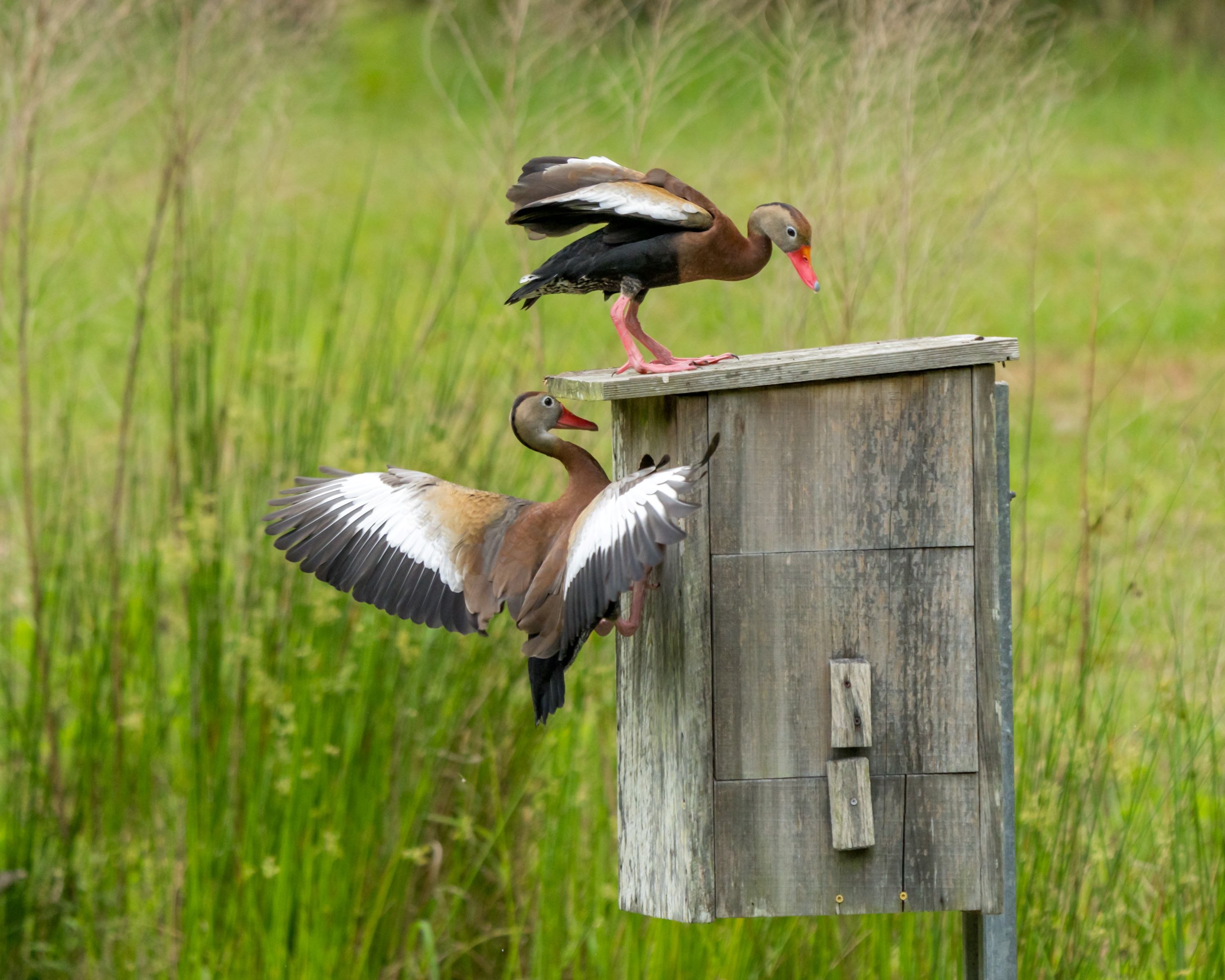 The Black-bellied Whistling Duck.