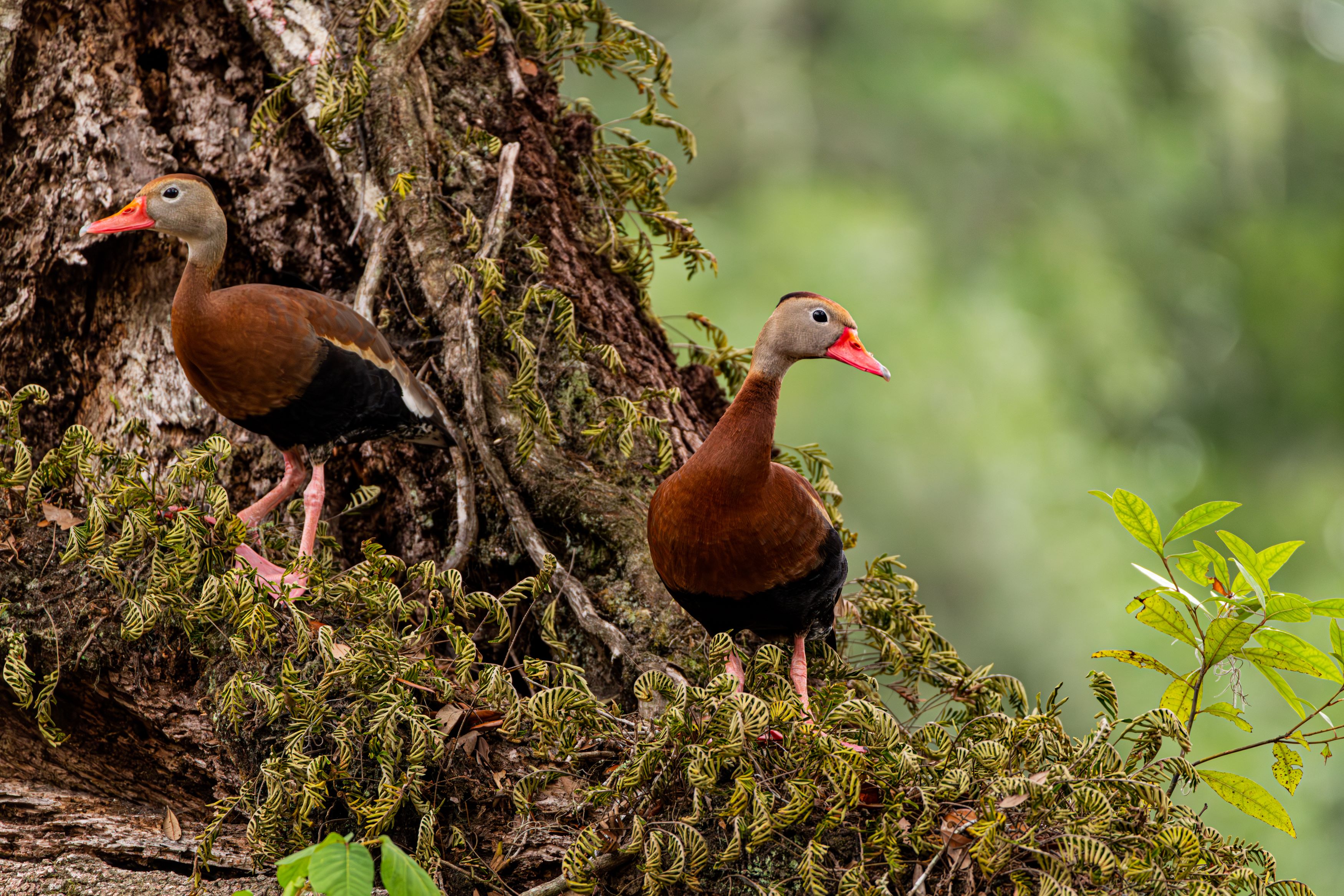 Two black bellied whistling ducks in a tree.