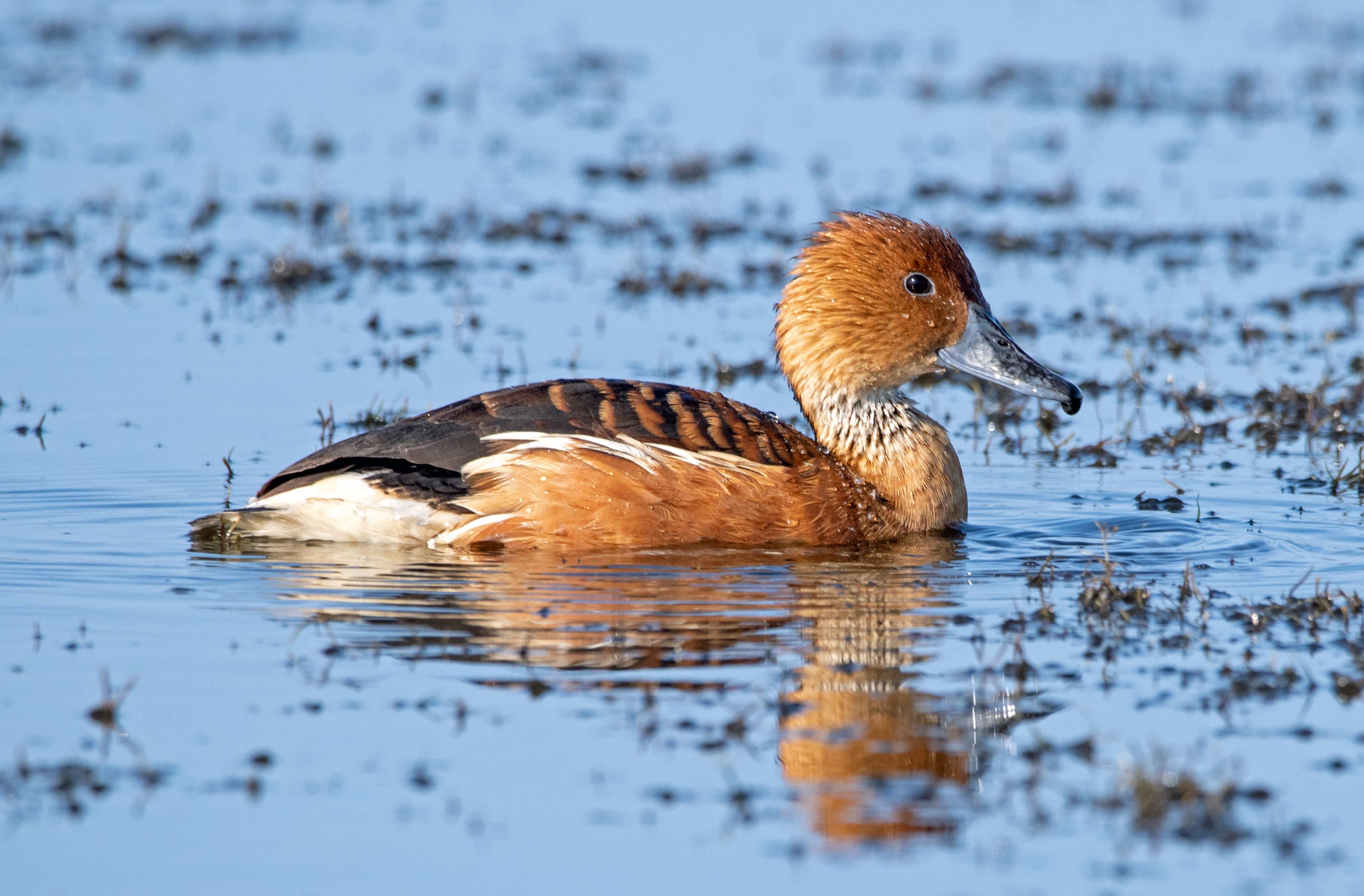 The Fulvous Whistling Duck.