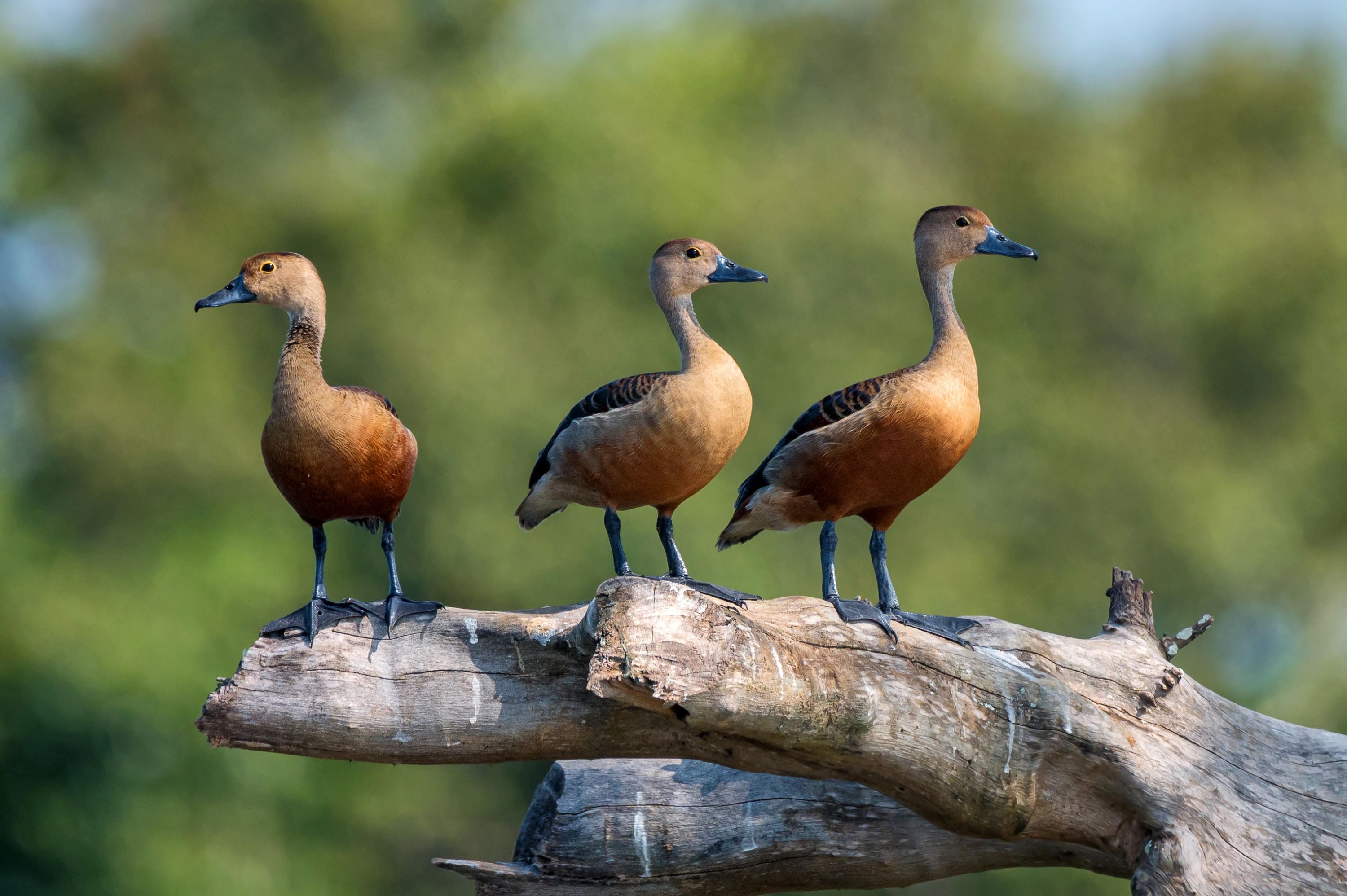 The Lesser Whistling Duck.