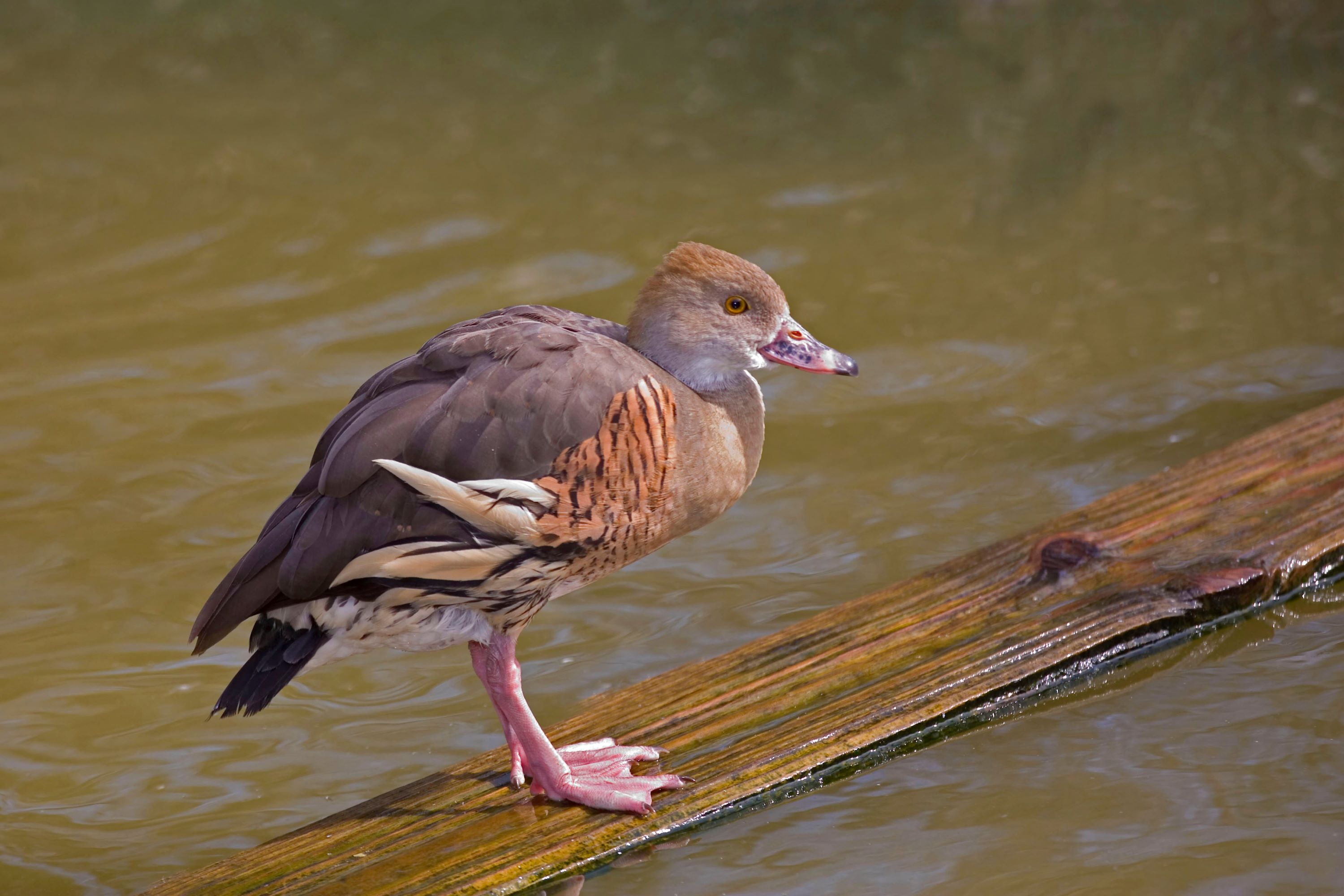 The Plumed Whistling Duck.