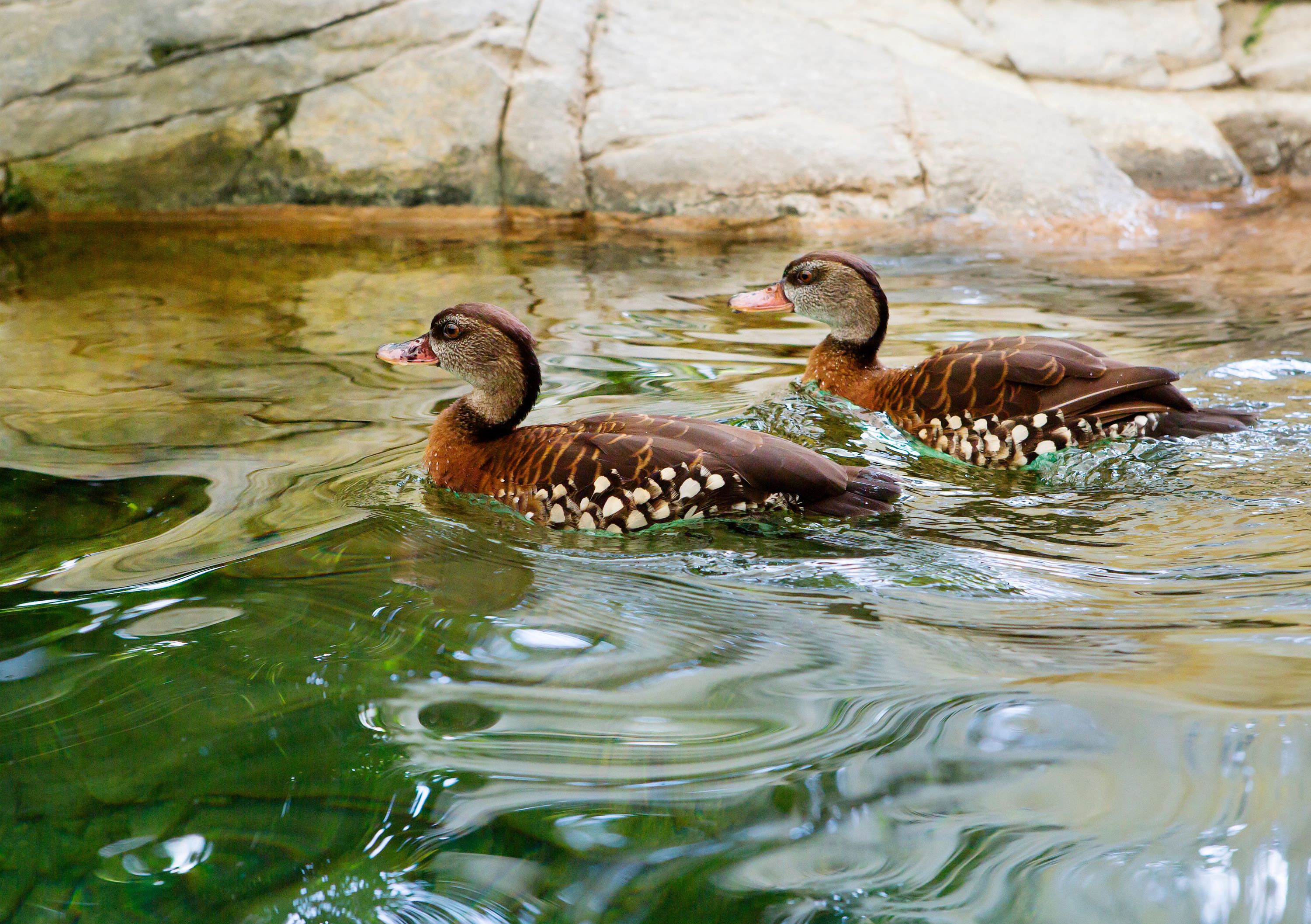 The Spotted Whistling Duck.