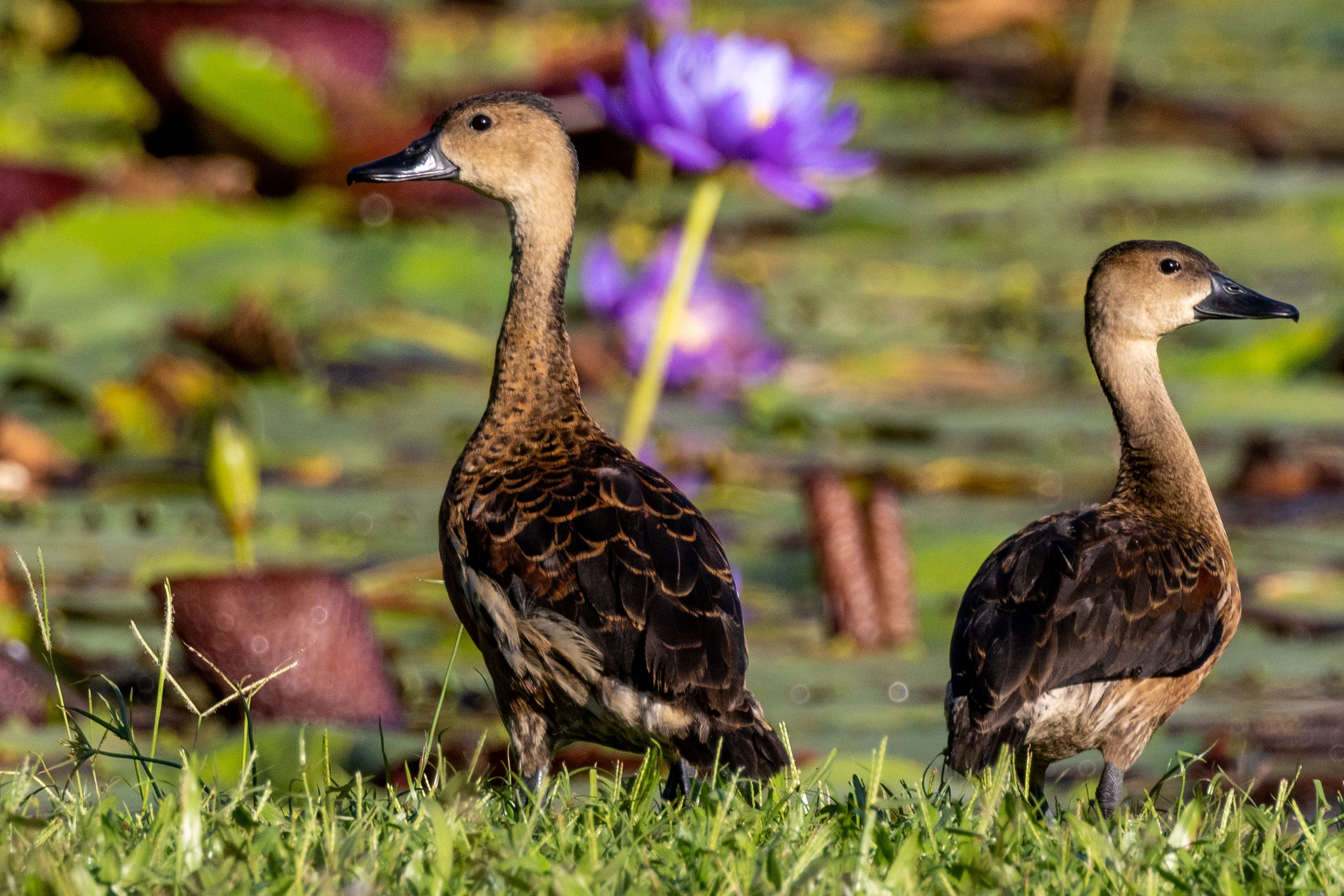 The Wandering Whistling Duck.