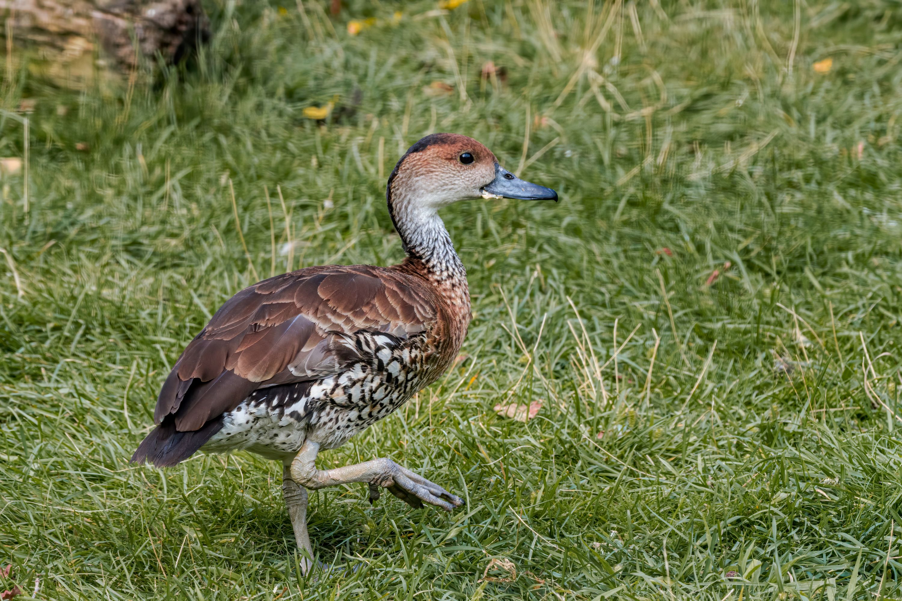 The West Indian Whistling Duck.