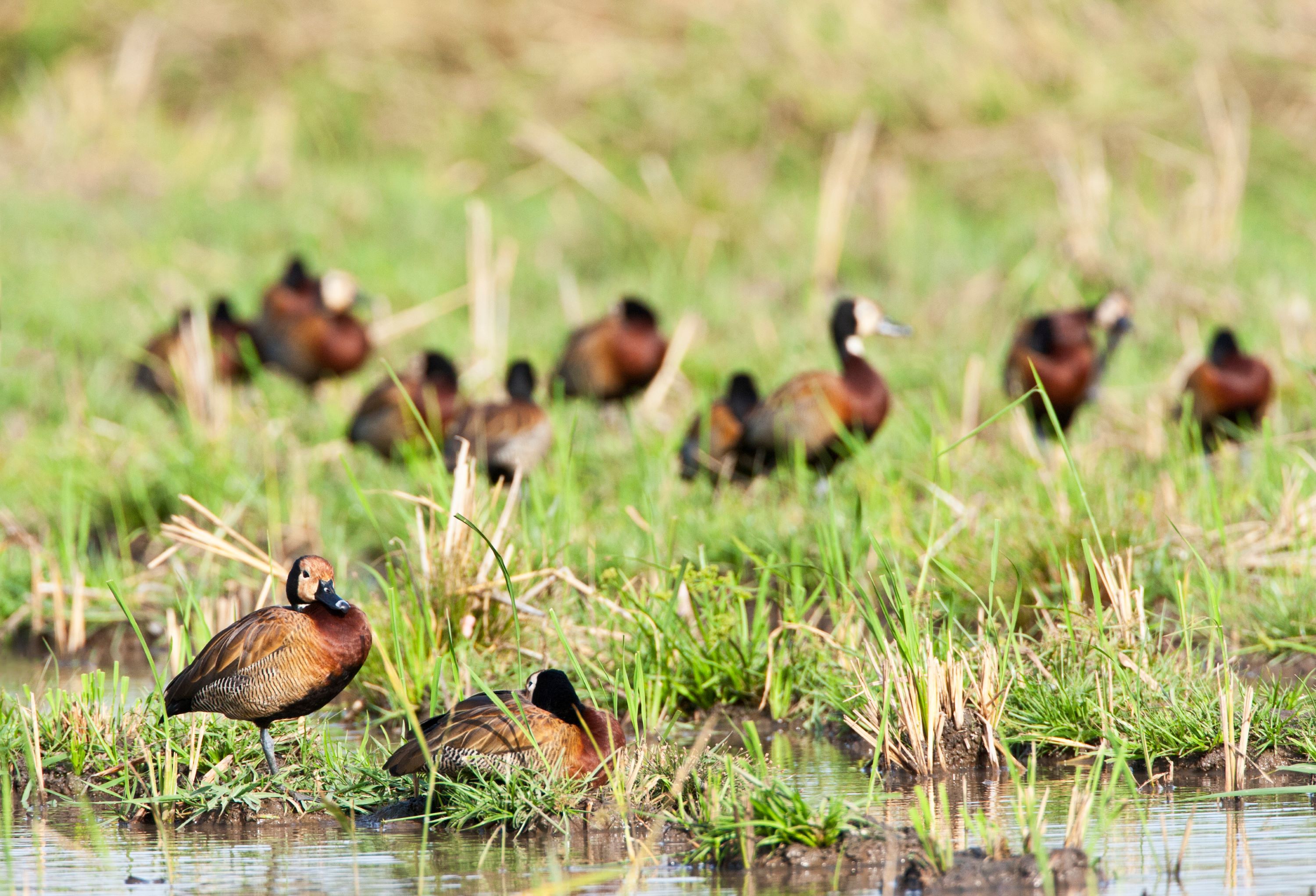 The White-faced Whistling Duck.