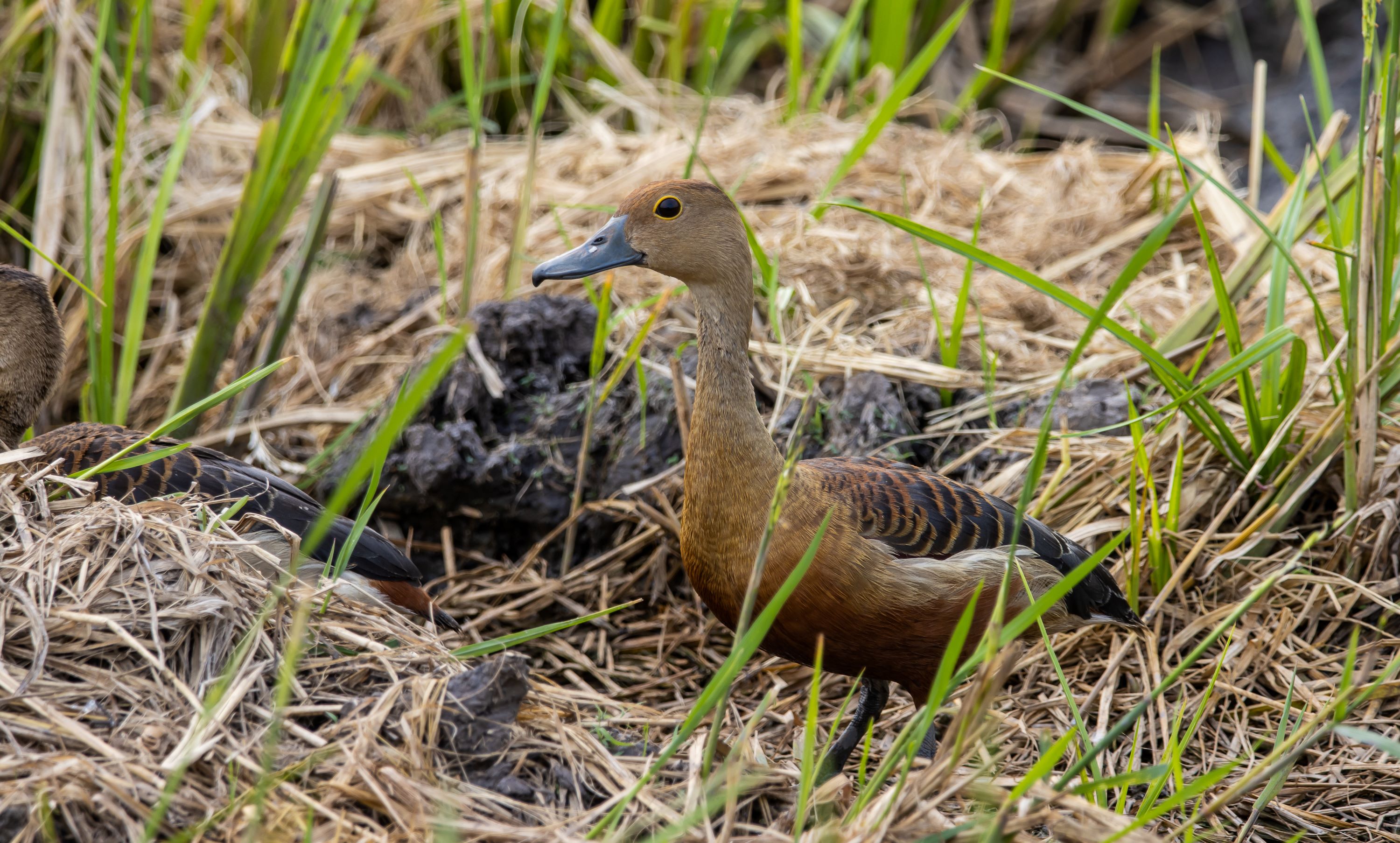 The Lesser Whistling Duck