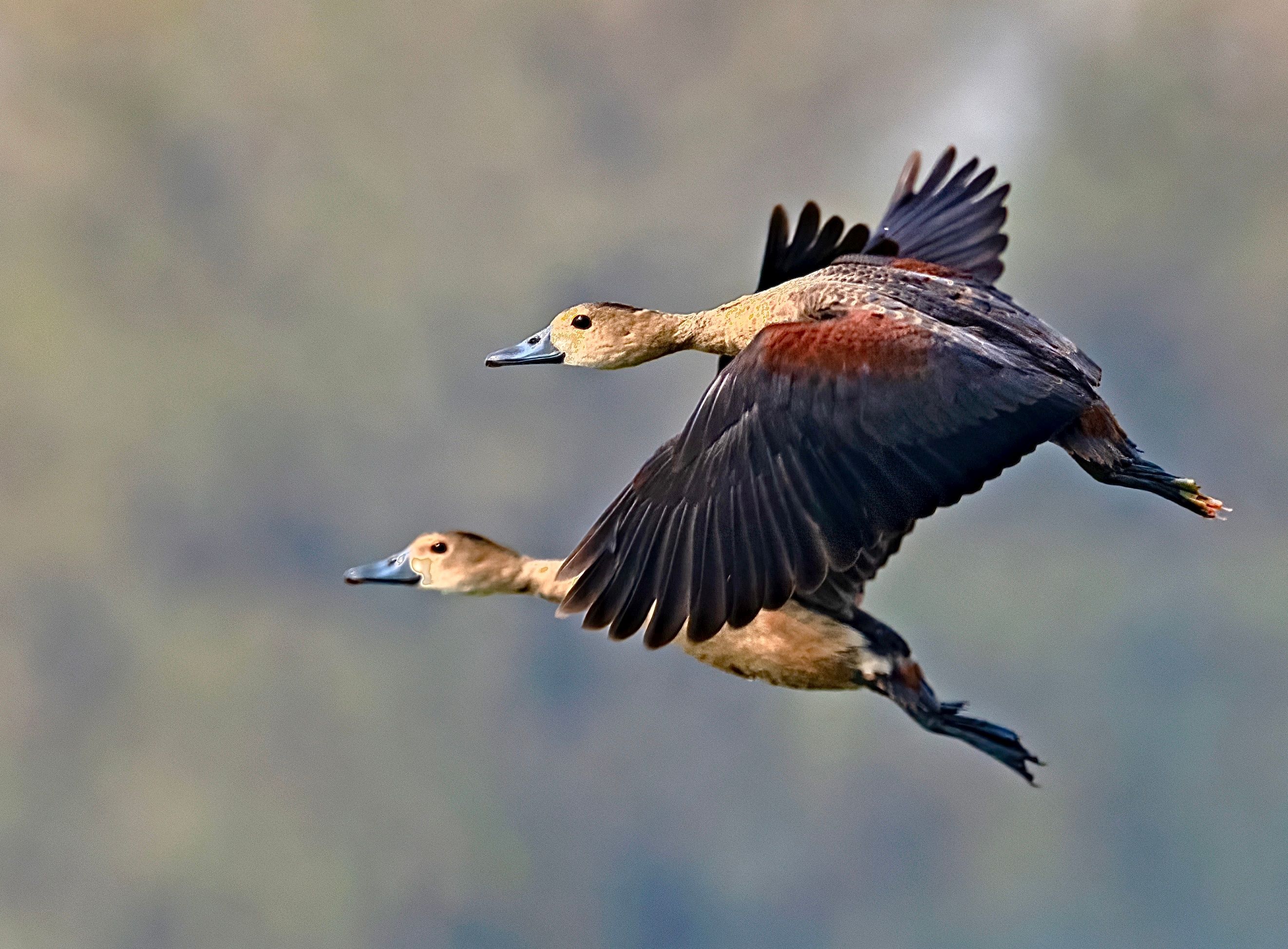 The Lesser Whistling Duck