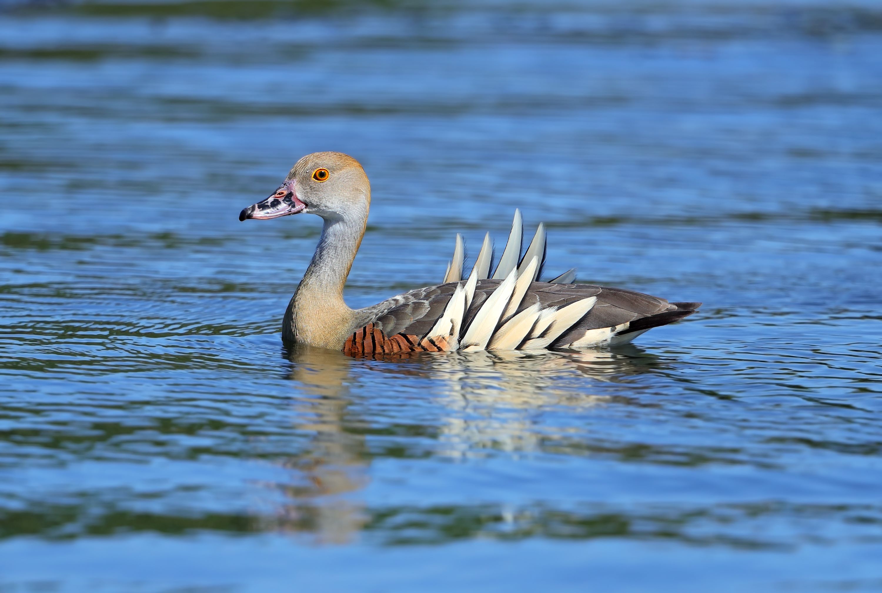 The Plumed Whistling Duck