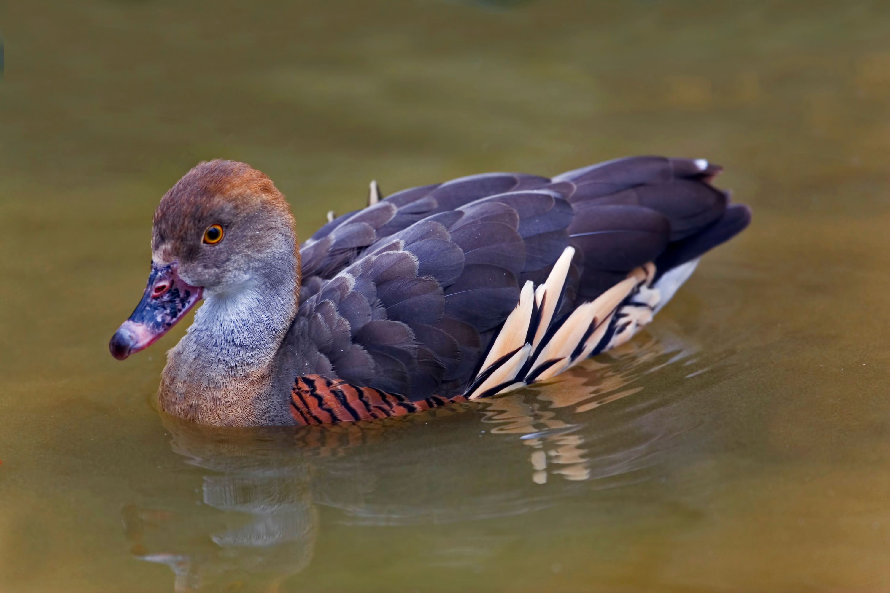 The Plumed Whistling Duck