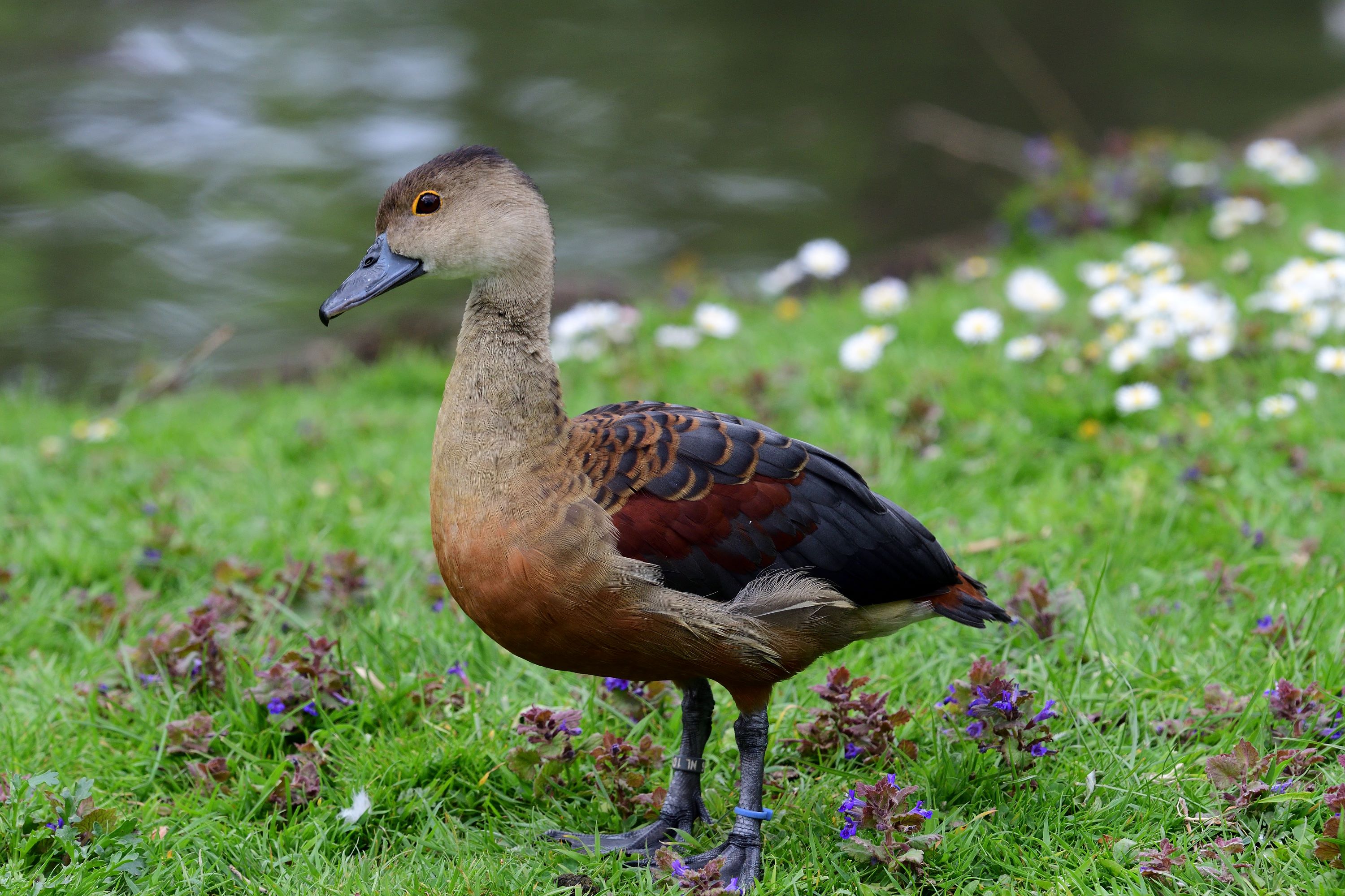 The Wandering Whistling Duck